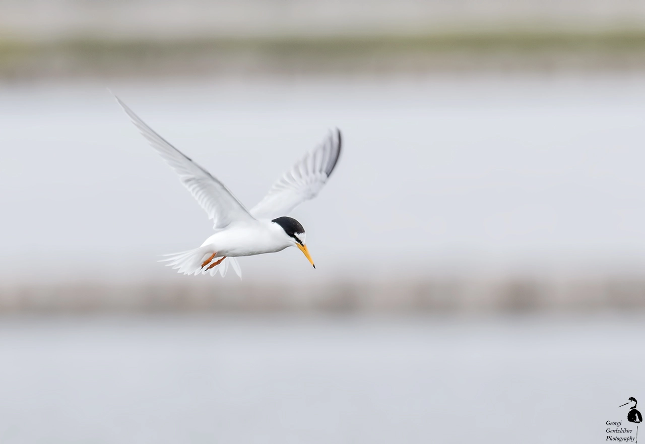 Canon EOS 70D + Canon EF 400mm F5.6L USM sample photo. Little tern (sternula albifrons) photography