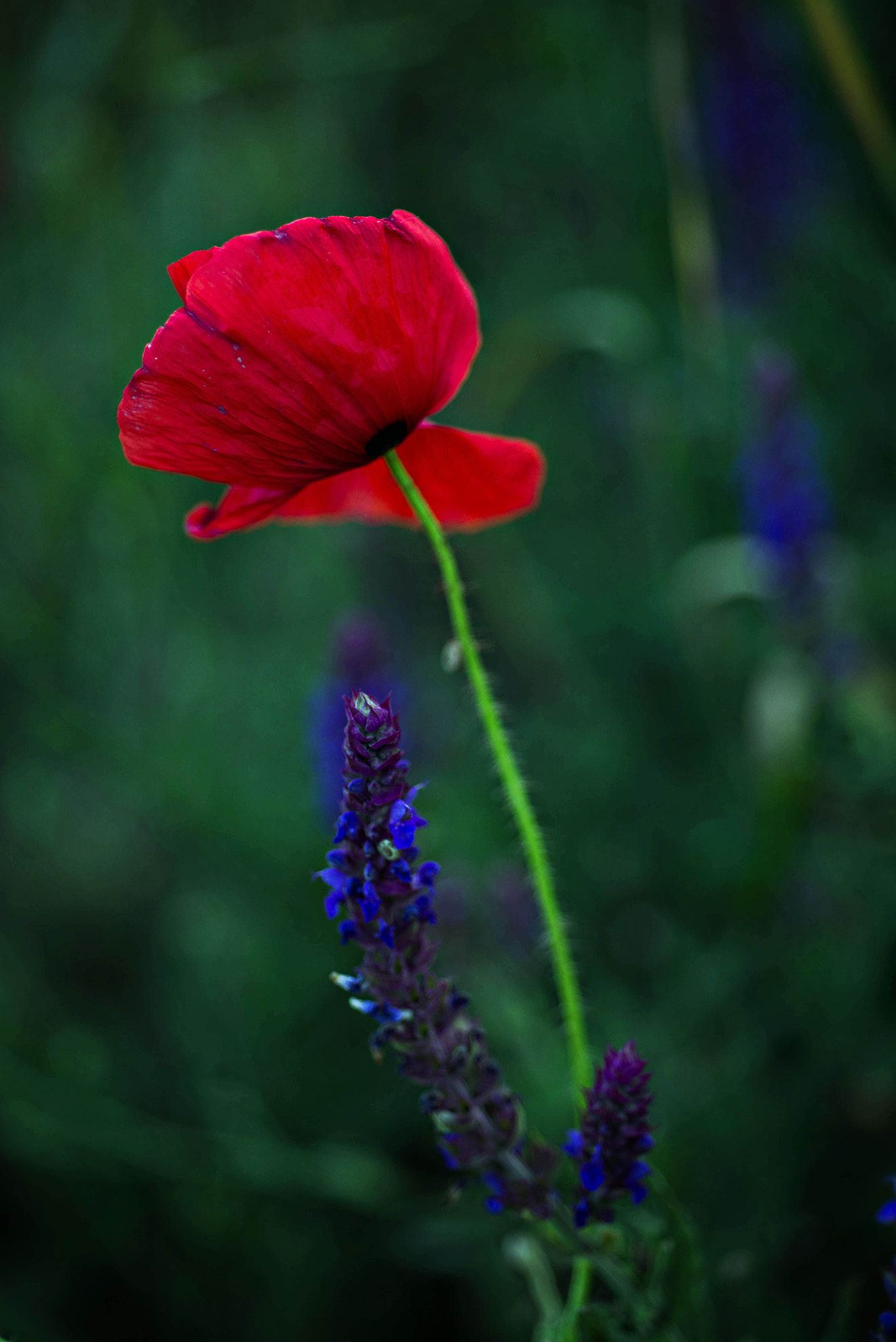 Nikon D610 + Nikon AF Micro-Nikkor 60mm F2.8D sample photo. Red one photography