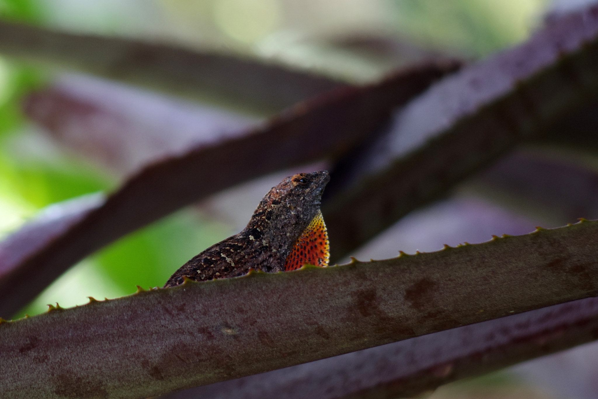 Pentax 06 Telephoto 15-45mm sample photo. 1 photography