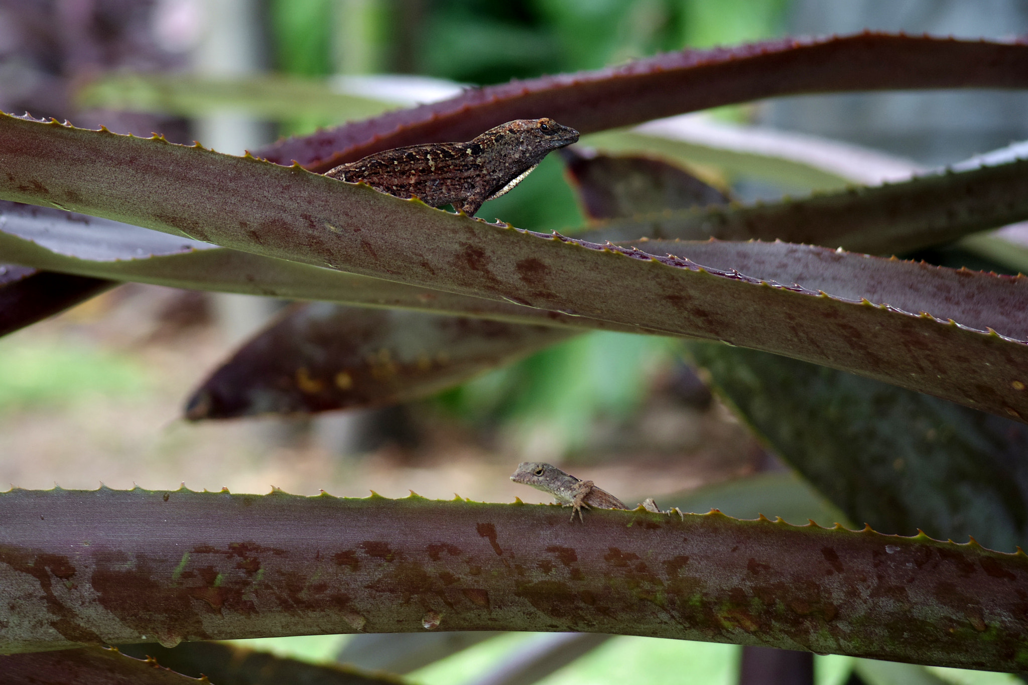 Pentax 06 Telephoto 15-45mm sample photo. 2 photography