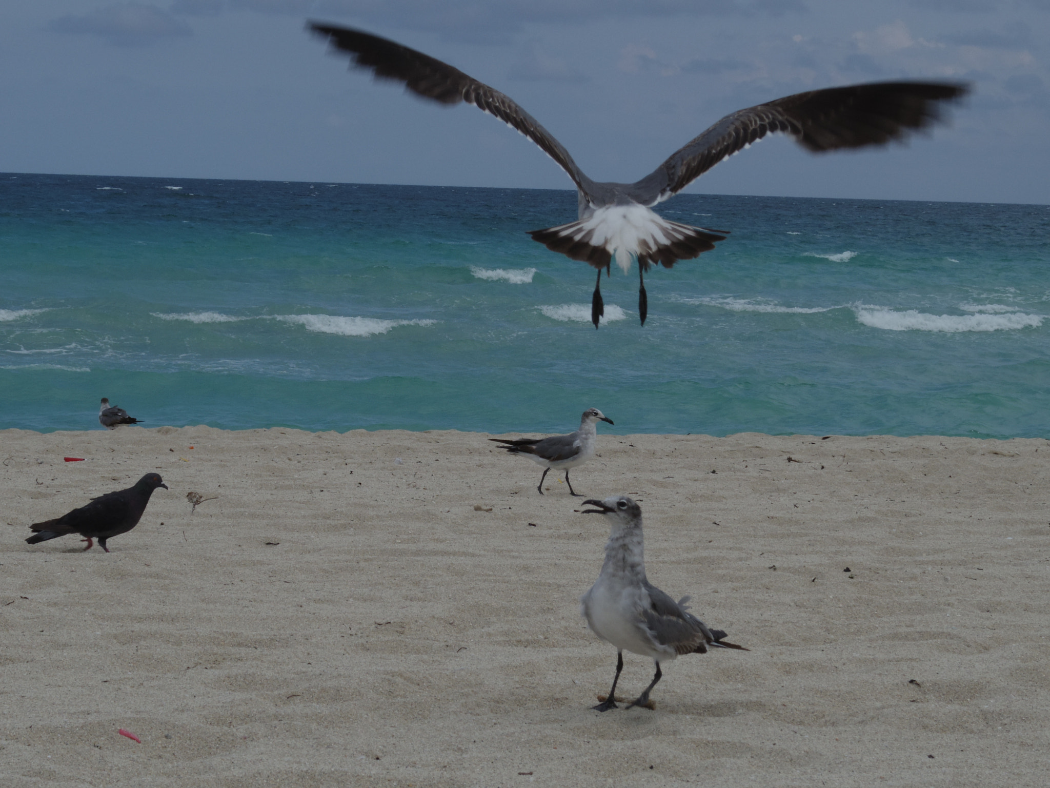 Pentax Q10 + Pentax 06 Telephoto 15-45mm sample photo. Bonding photography