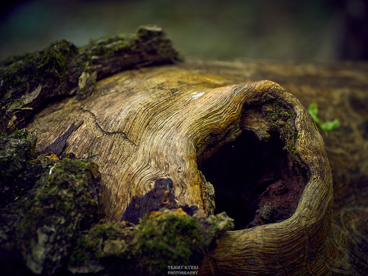 Olympus PEN E-PL5 + Sigma 60mm F2.8 DN Art sample photo. Knothole photography