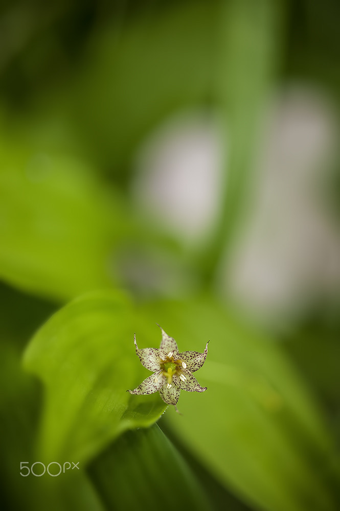 ZEISS Makro-Planar T* 50mm F2 sample photo. 금강애기나리 photography