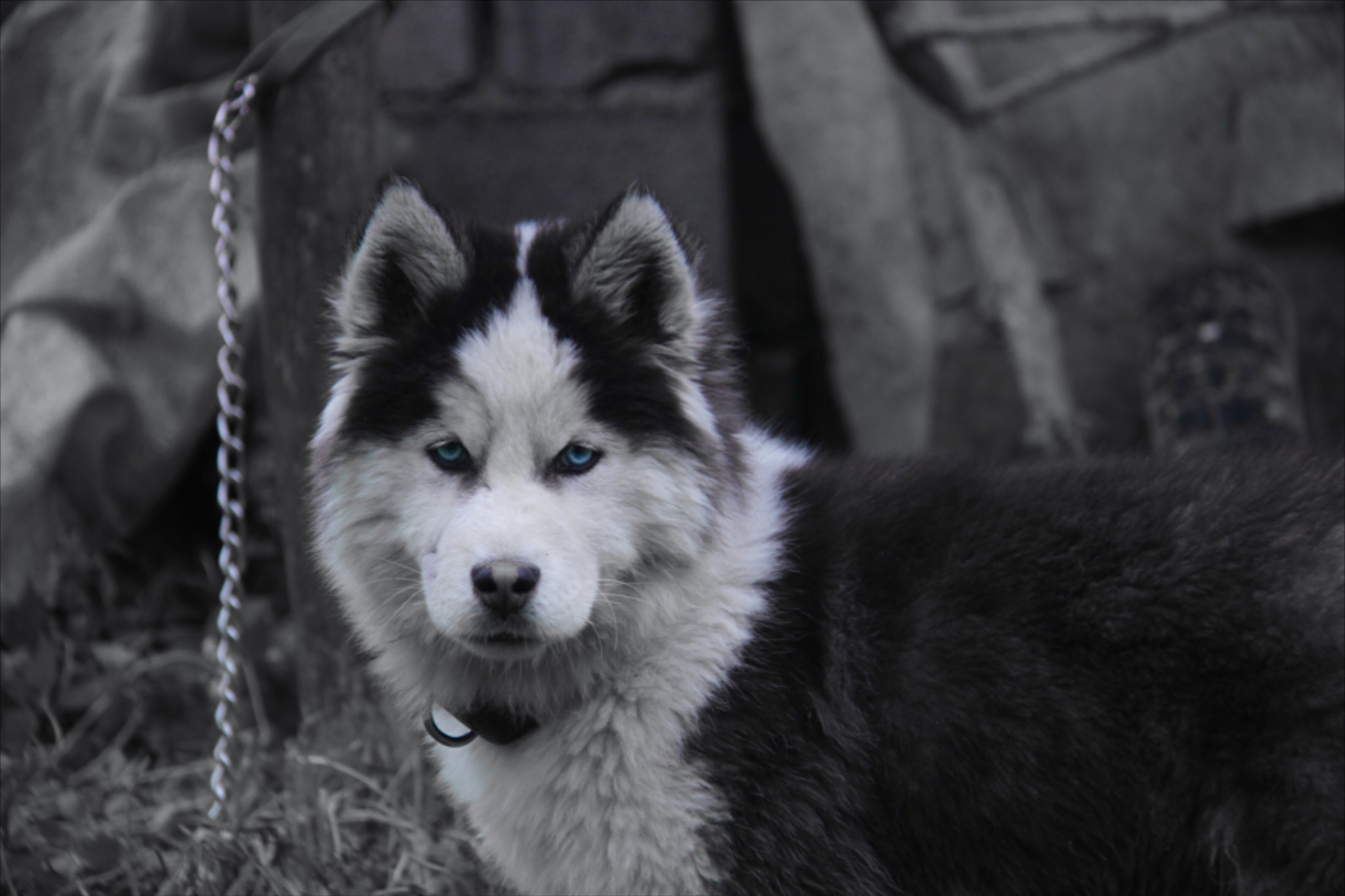 Canon EF-S 18-200mm F3.5-5.6 IS sample photo. Husky photography