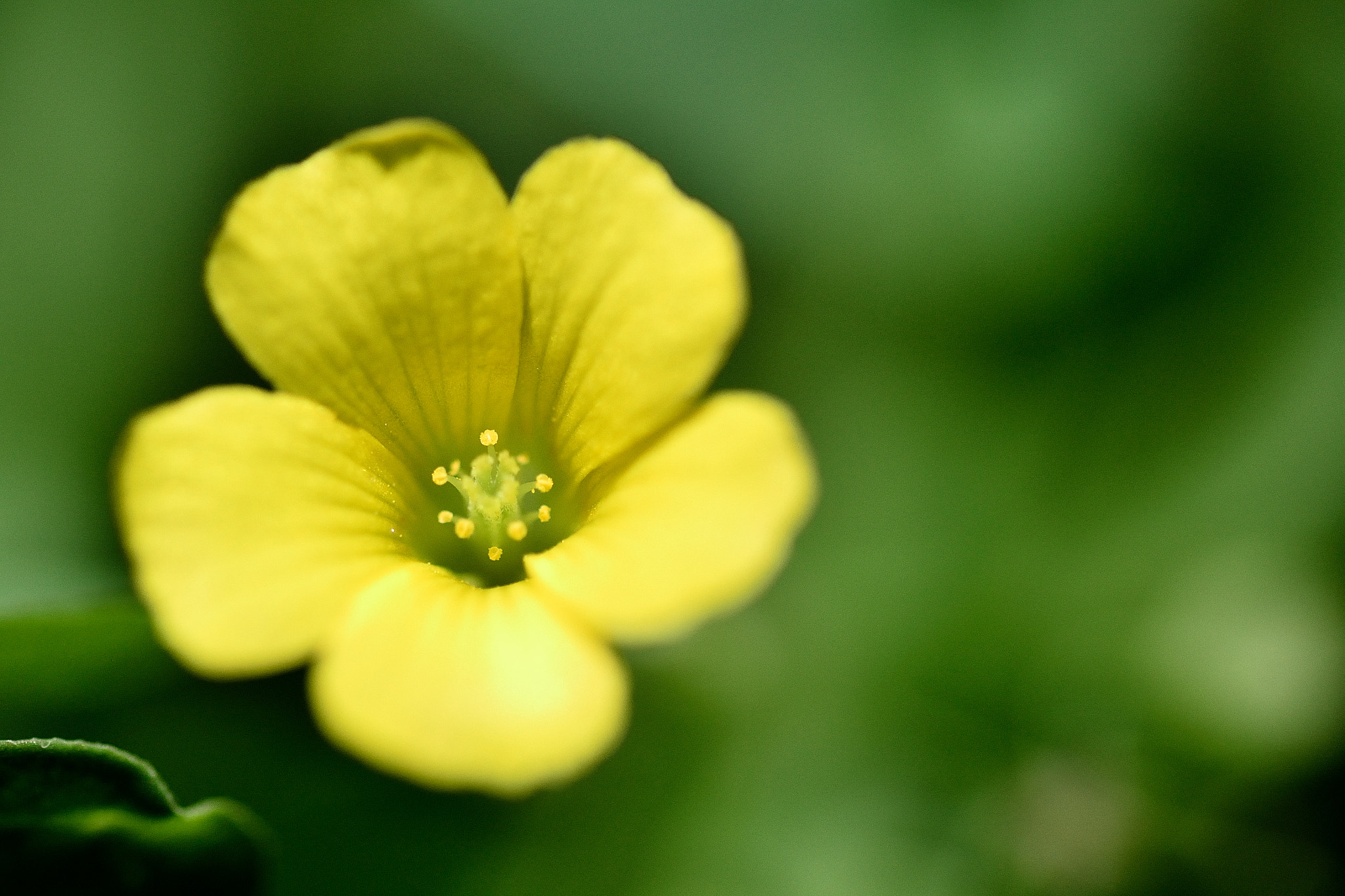 Nikon D3100 sample photo. カタバミ photography