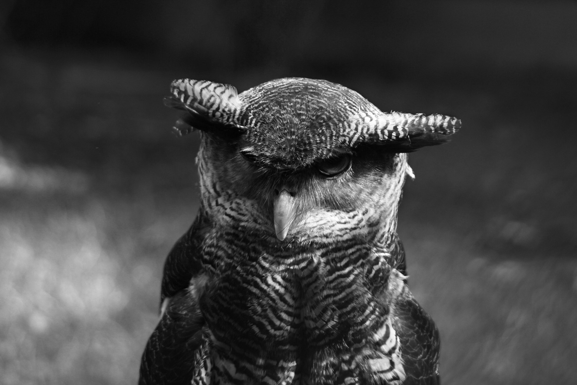 Tamron AF 28-200mm F3.8-5.6 XR Di Aspherical (IF) Macro sample photo. Owly photography