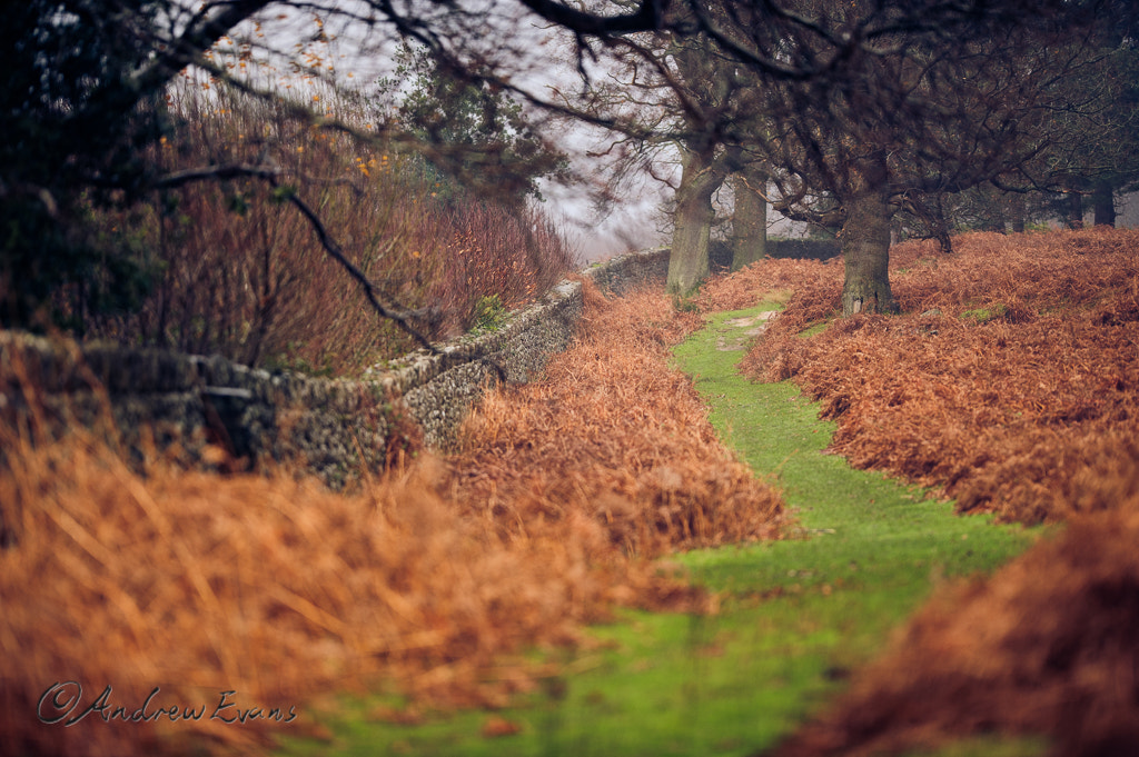 Nikon AF-S Nikkor 200mm F2G ED VR II sample photo. A path less traveled photography
