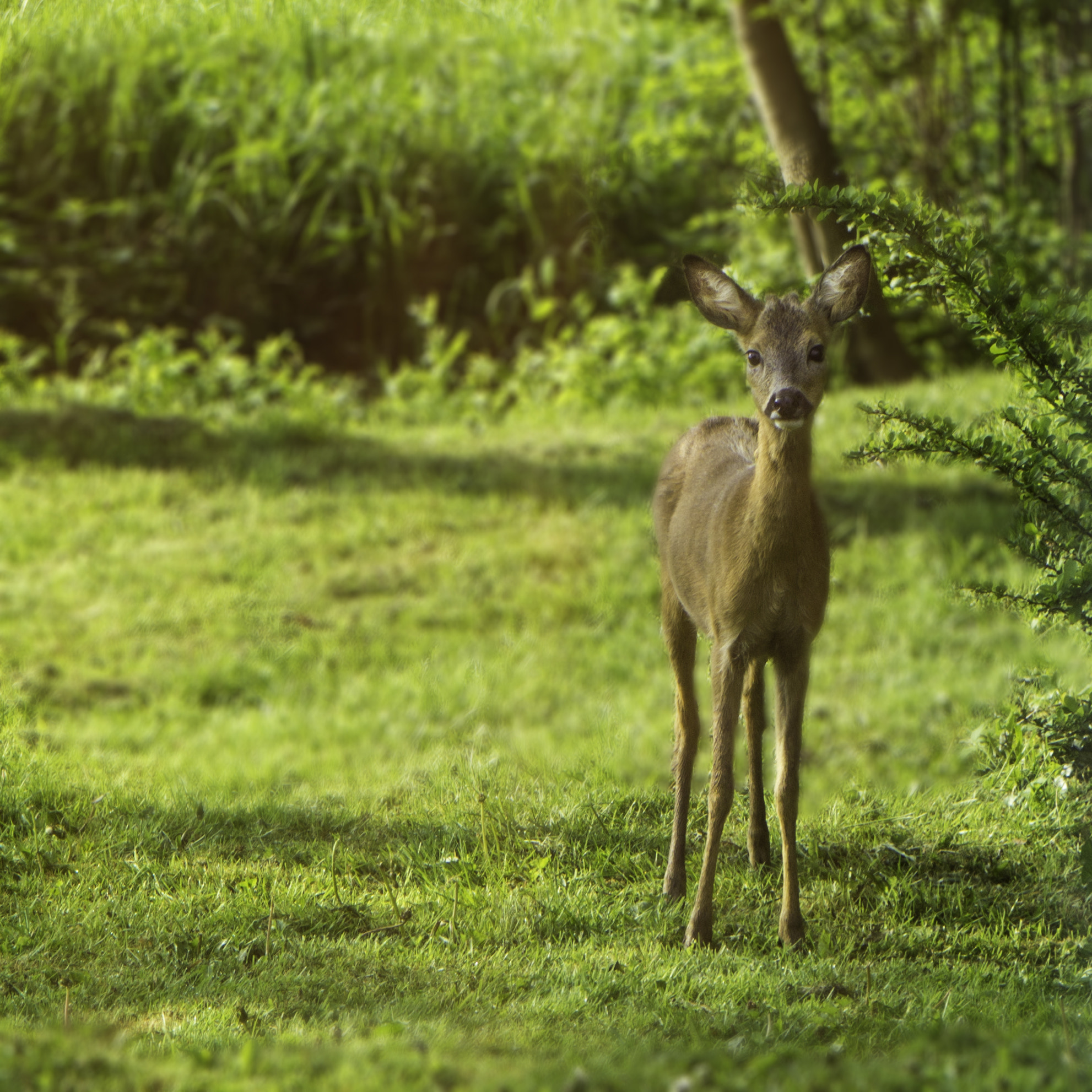 Sony a6000 + Sony FE 28-70mm F3.5-5.6 OSS sample photo. Little roe deer photography