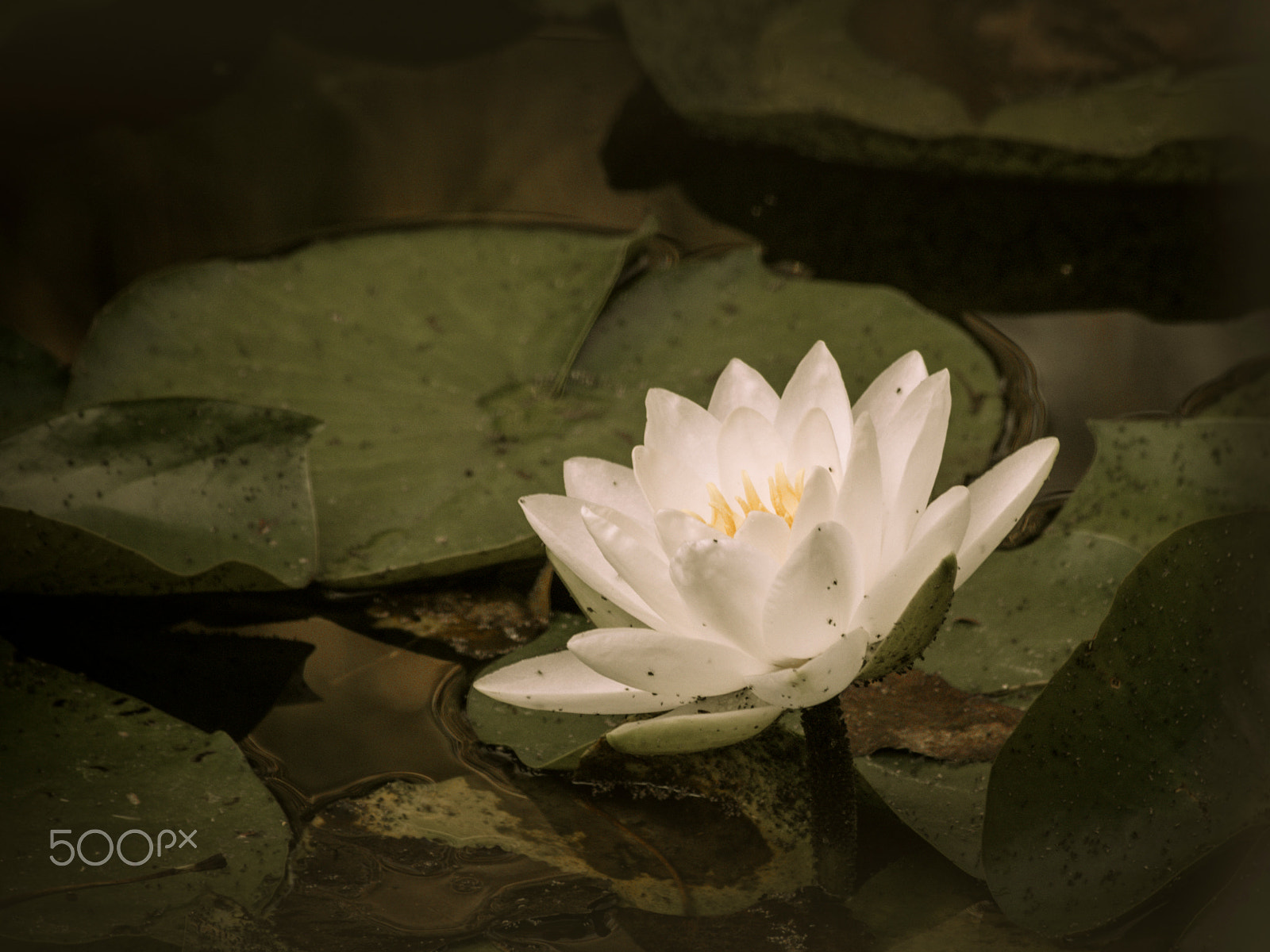 Olympus PEN E-PL5 sample photo. Water lily / nénuphar photography