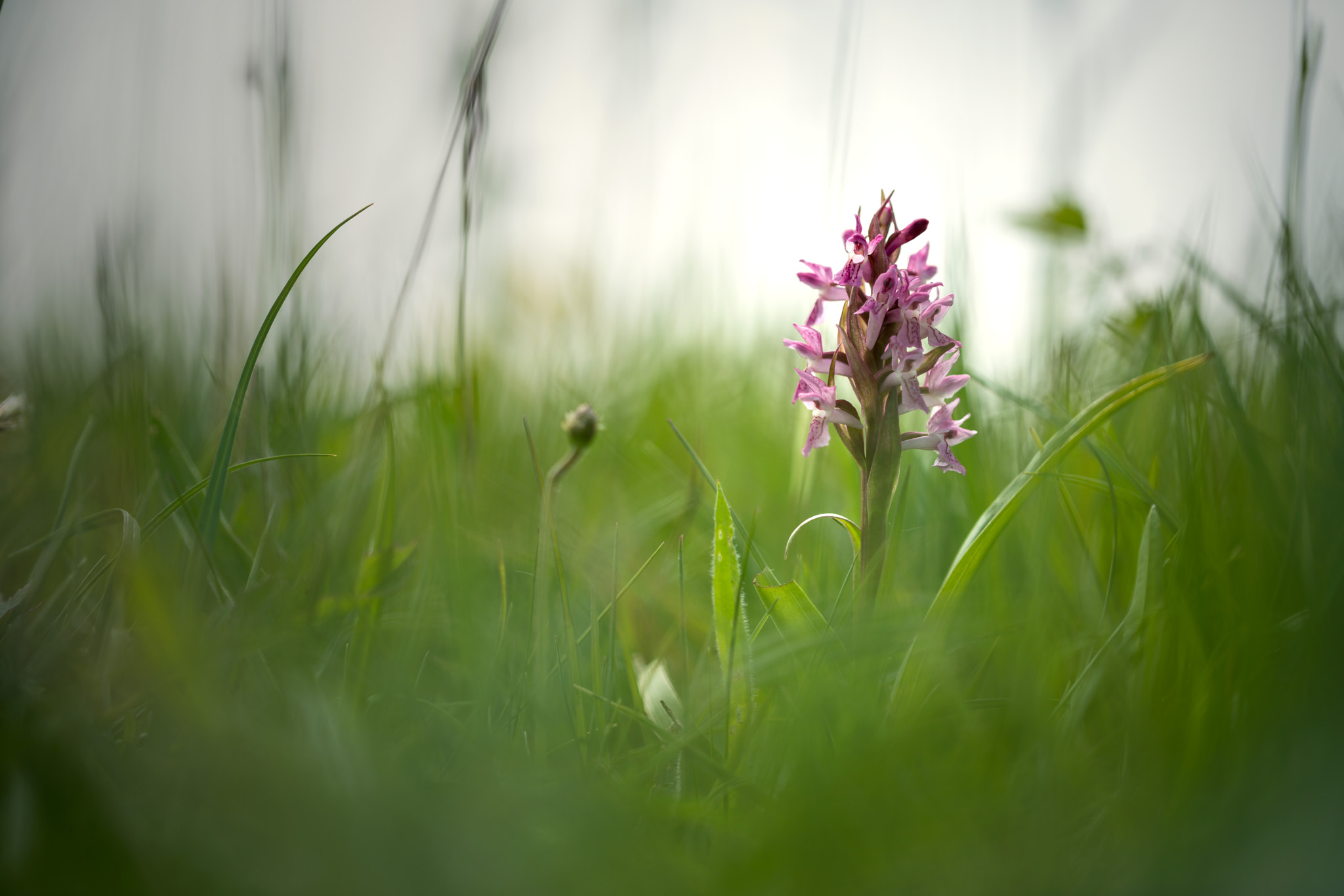 Sony a7R II + Canon EF 100mm F2.8L Macro IS USM sample photo. Early marsh orchid photography