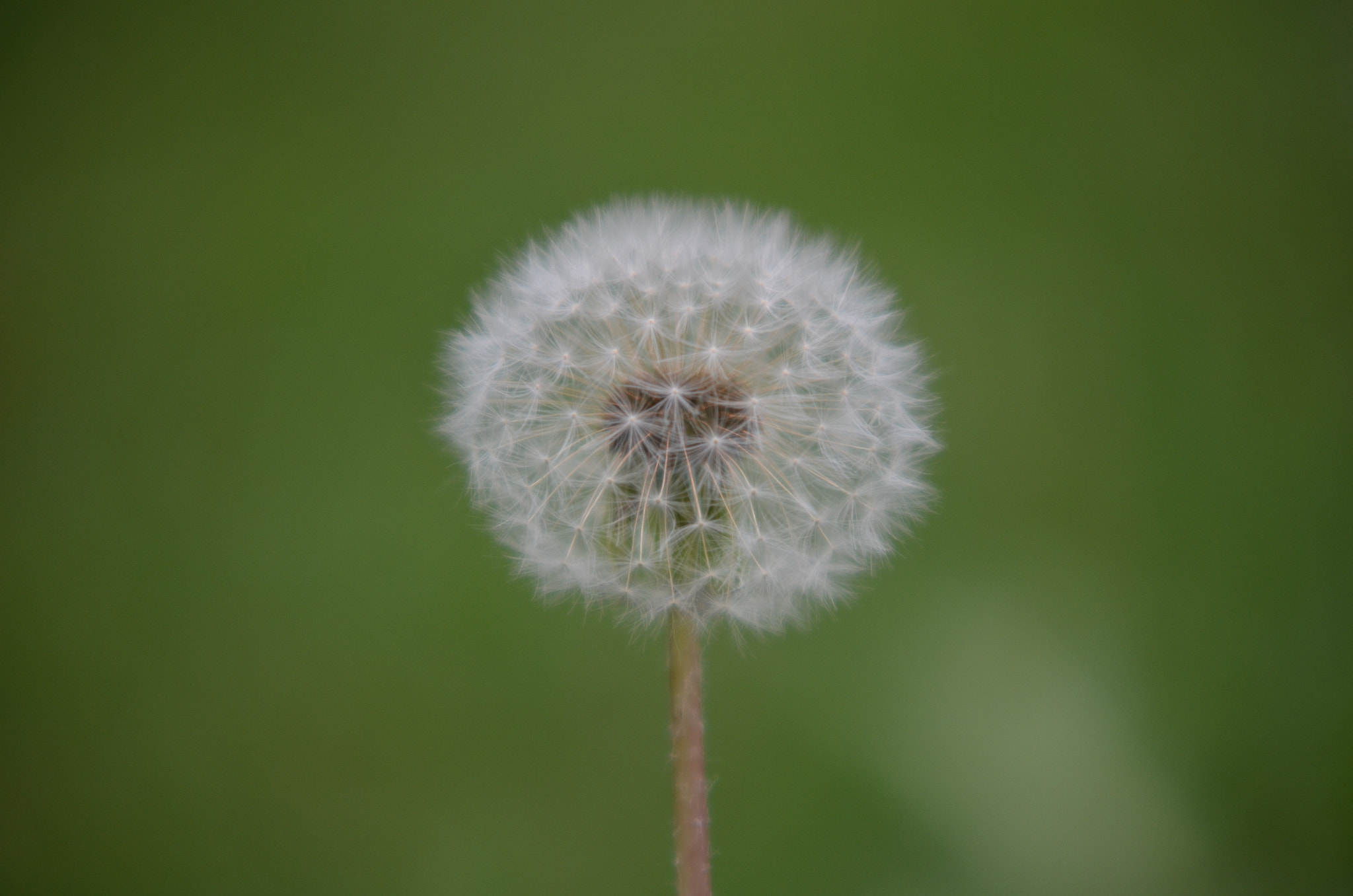 Nikon D5100 + Sigma 50-150mm F2.8 EX APO DC HSM sample photo. Flower  photography