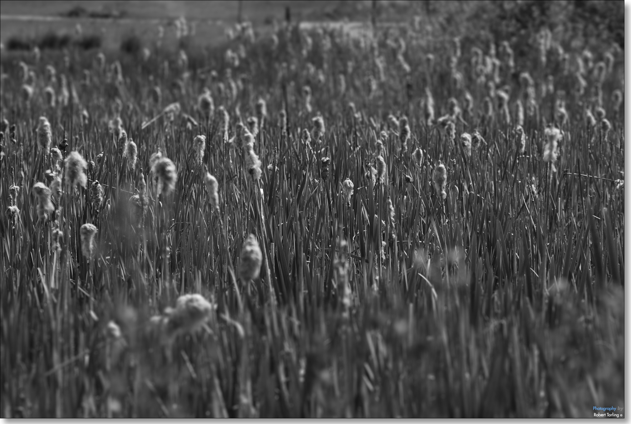 Nikon D80 + AF Zoom-Nikkor 35-135mm f/3.5-4.5 N sample photo. Of lazy days, and summer haze. photography