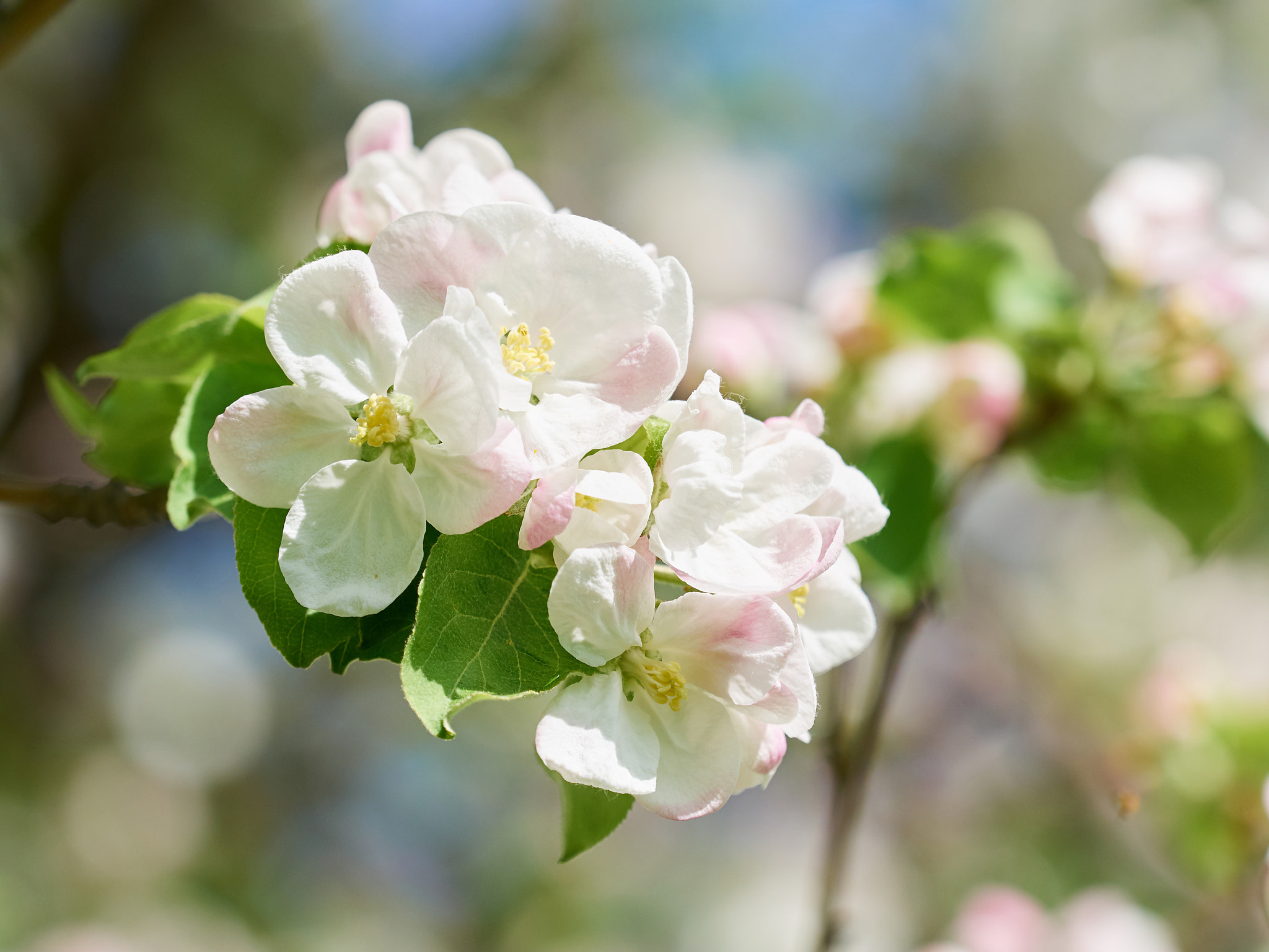 Olympus OM-D E-M5 + Olympus M.Zuiko Digital ED 40-150mm F2.8 Pro sample photo. Beautiful flowering apple trees. photography