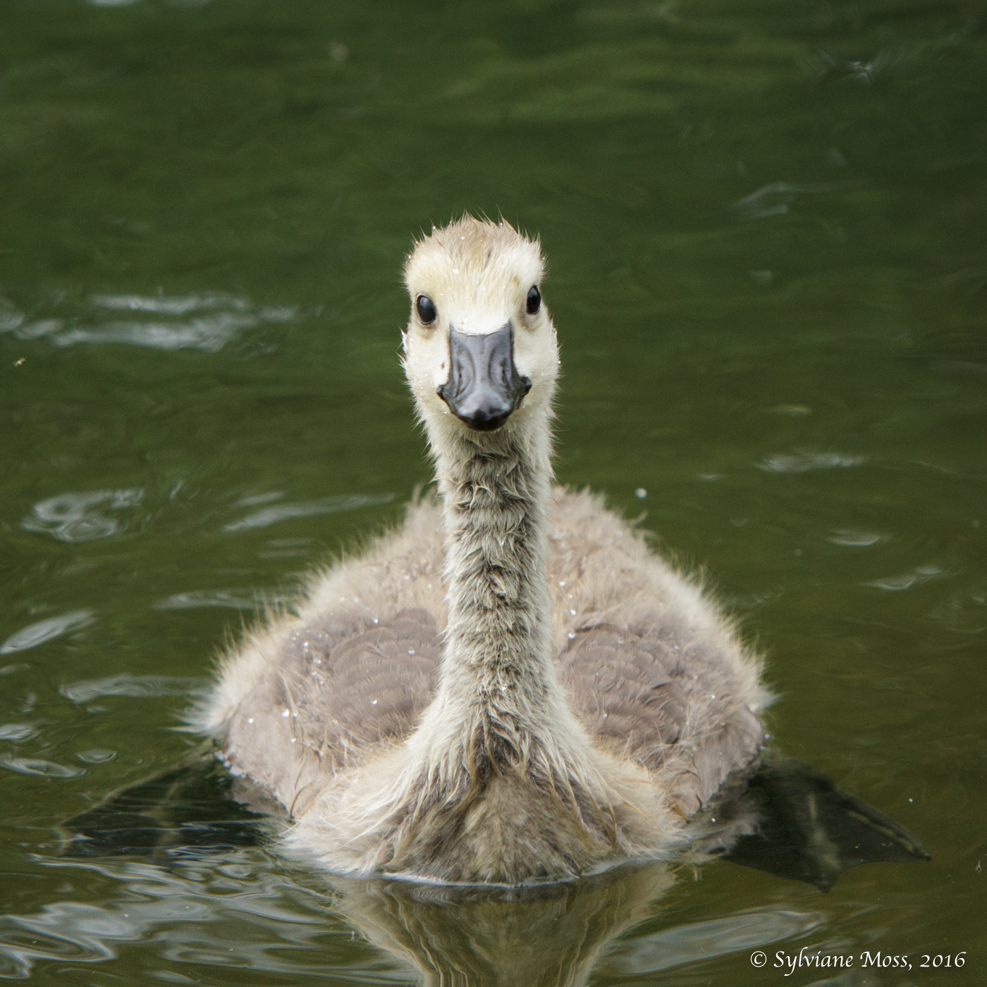 Canon EOS 7D + Canon EF 70-200mm F2.8L IS USM sample photo. Greylag gosling photography