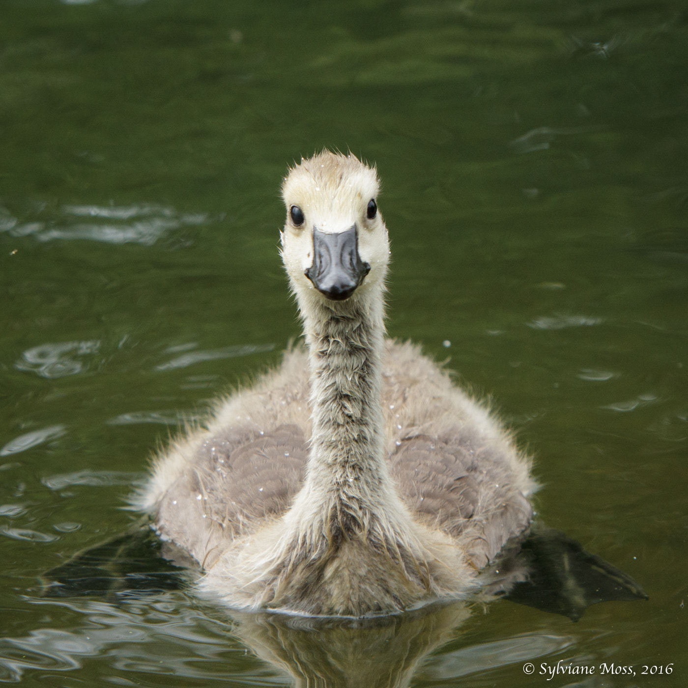 Canon EF 70-200mm F2.8L IS USM sample photo. Greylag gosling photography