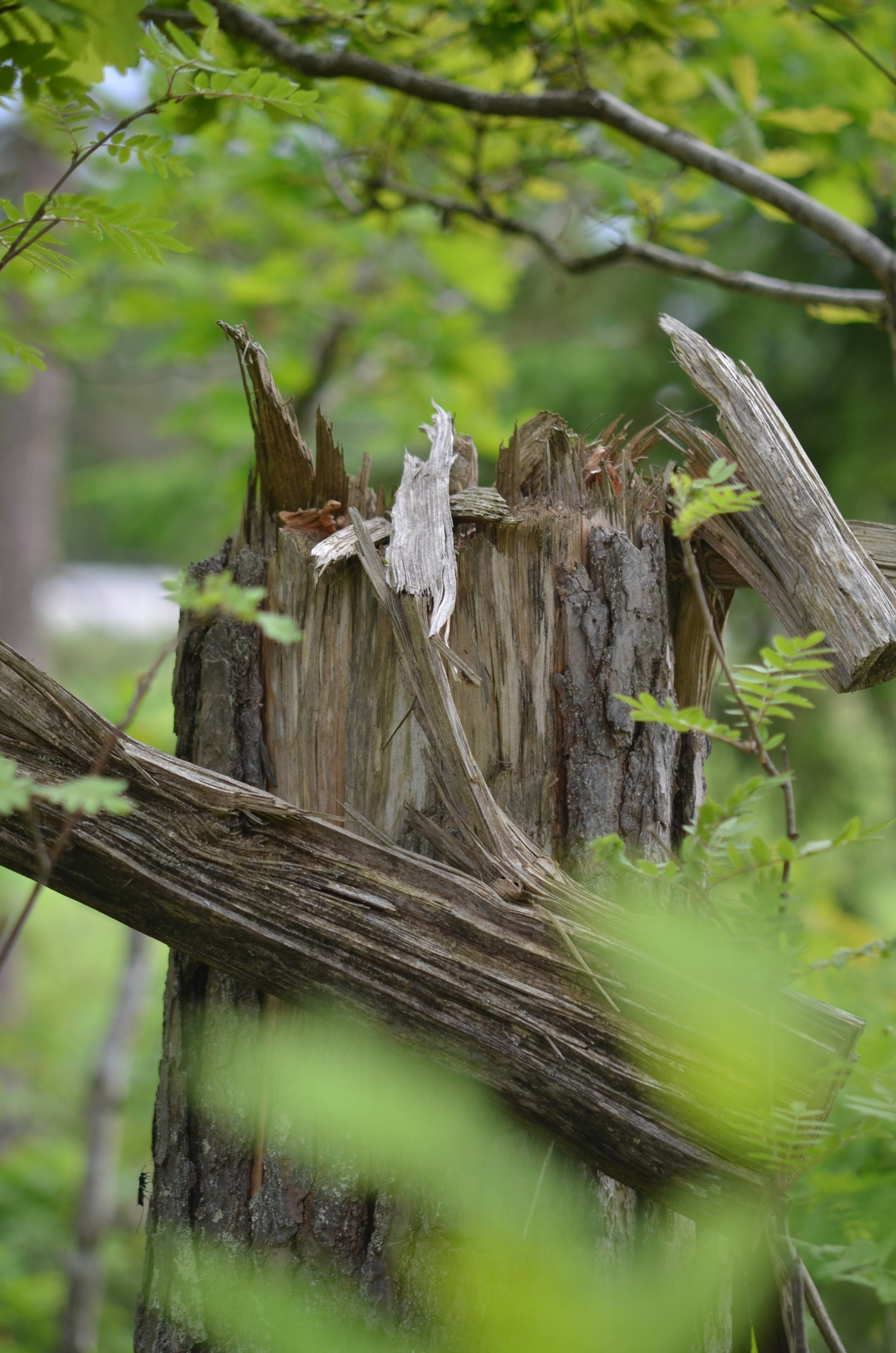 Sigma 50-150mm F2.8 EX APO DC HSM sample photo. Green  photography
