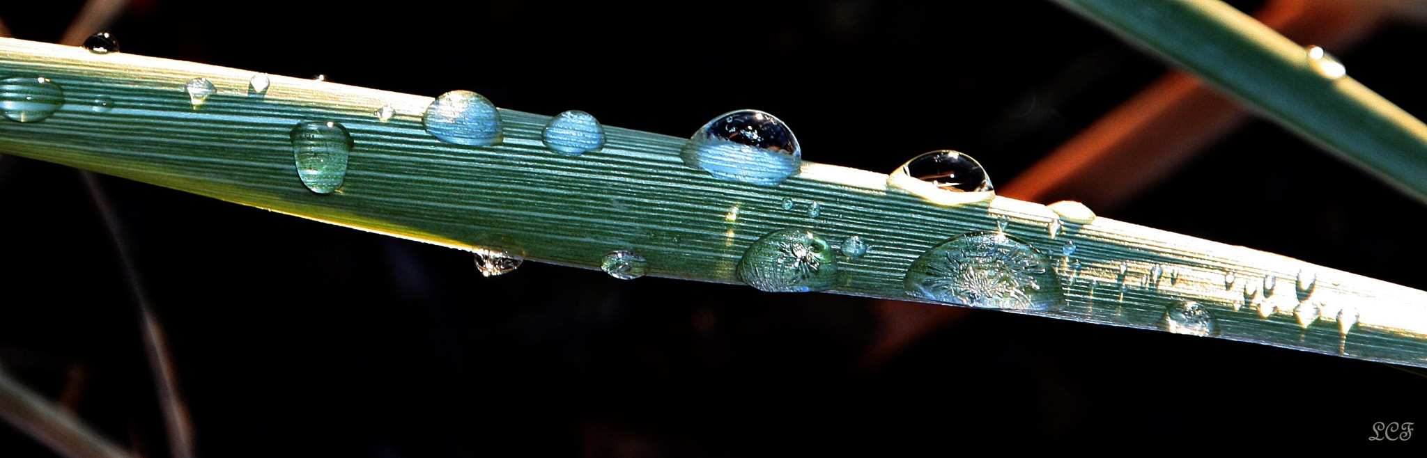 Canon EOS 450D (EOS Rebel XSi / EOS Kiss X2) sample photo. Frosen raindrops  photography