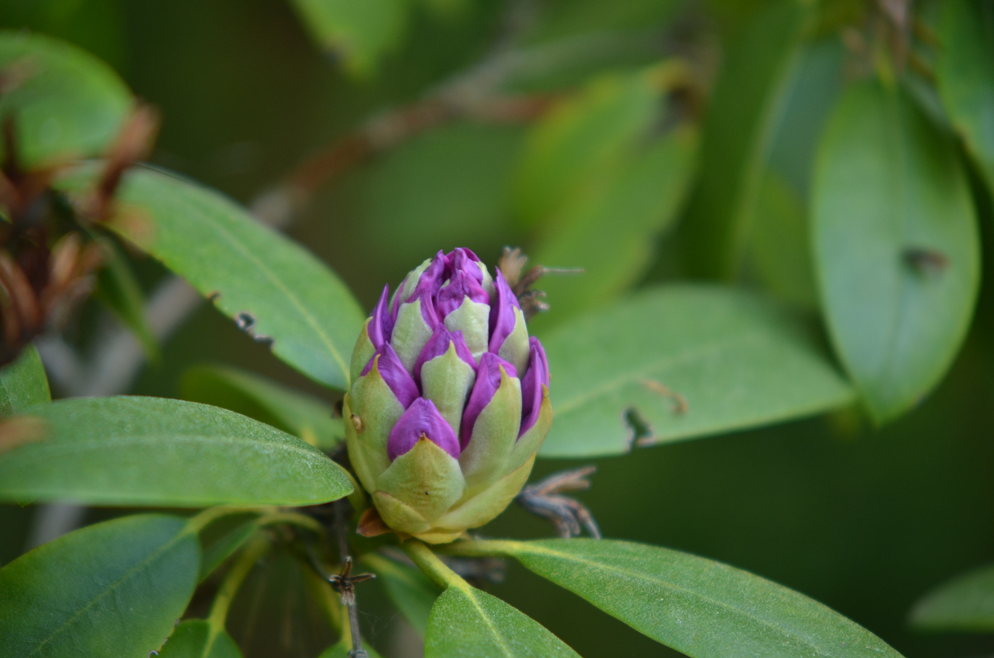 Nikon D5100 + Sigma 50-150mm F2.8 EX APO DC HSM sample photo. Flower  photography