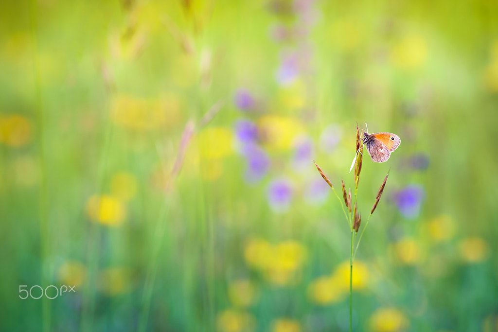 Sony ILCA-77M2 + Minolta AF 100mm F2.8 Macro [New] sample photo. Joyful living photography