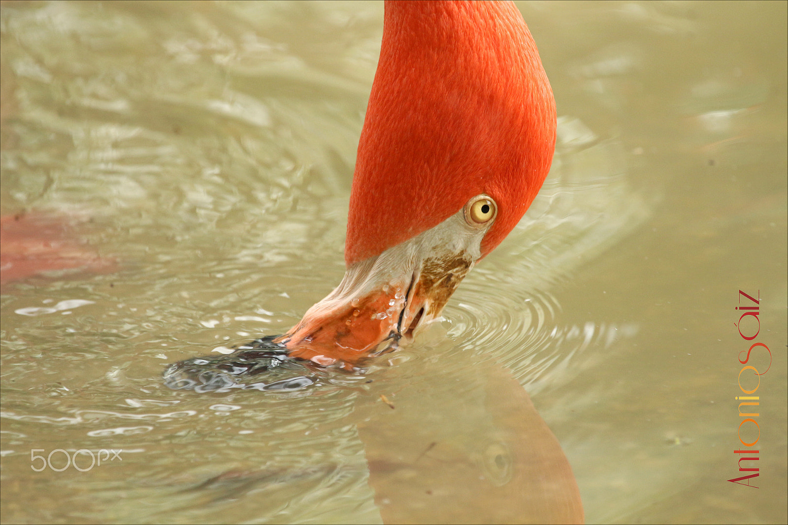 Canon EF 100-400mm F4.5-5.6L IS USM sample photo. Flamenco photography
