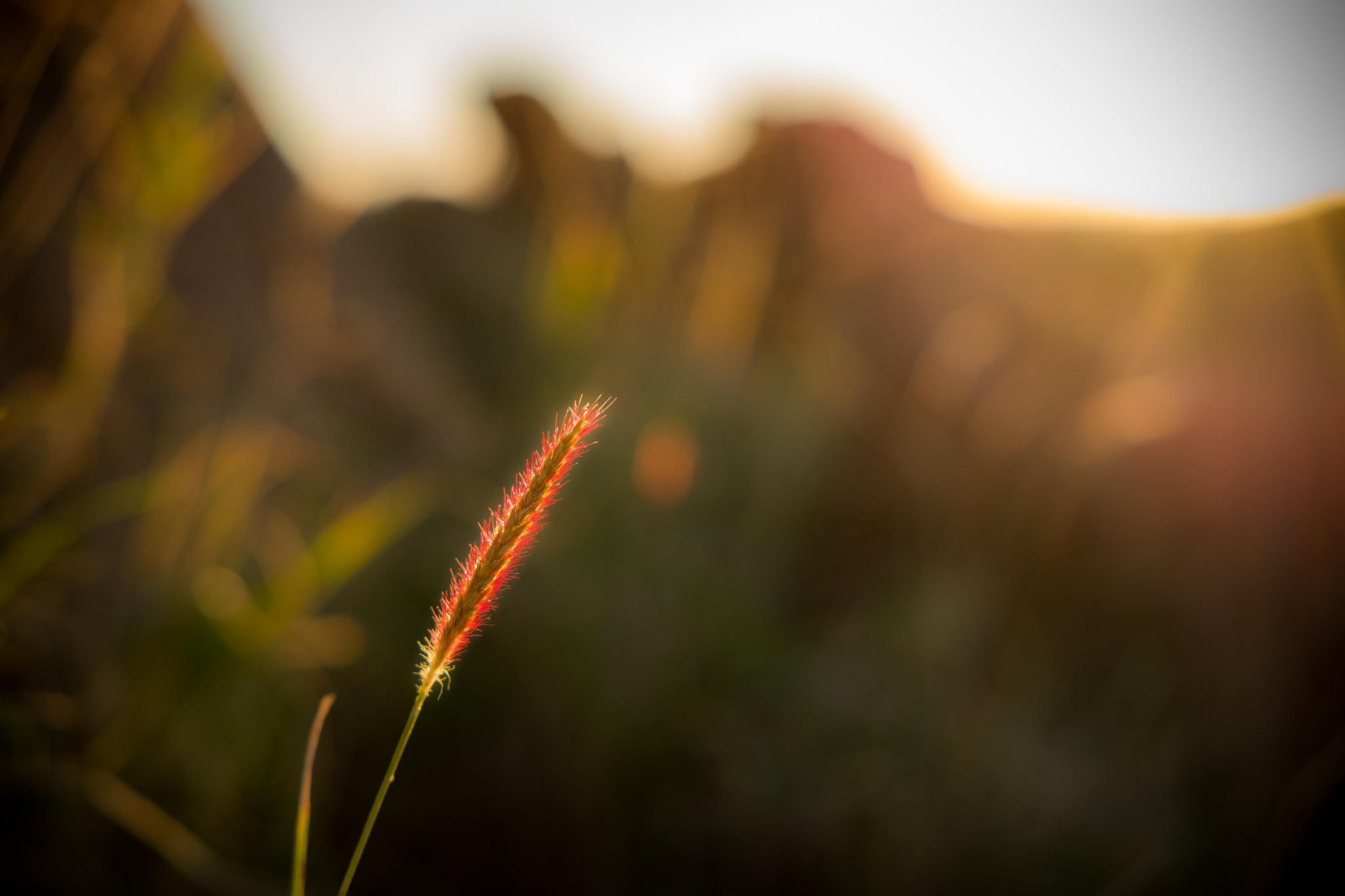 Fujifilm X-E2S + Fujifilm XF 35mm F2 R WR sample photo. Telegraph station (lonely thistle) photography