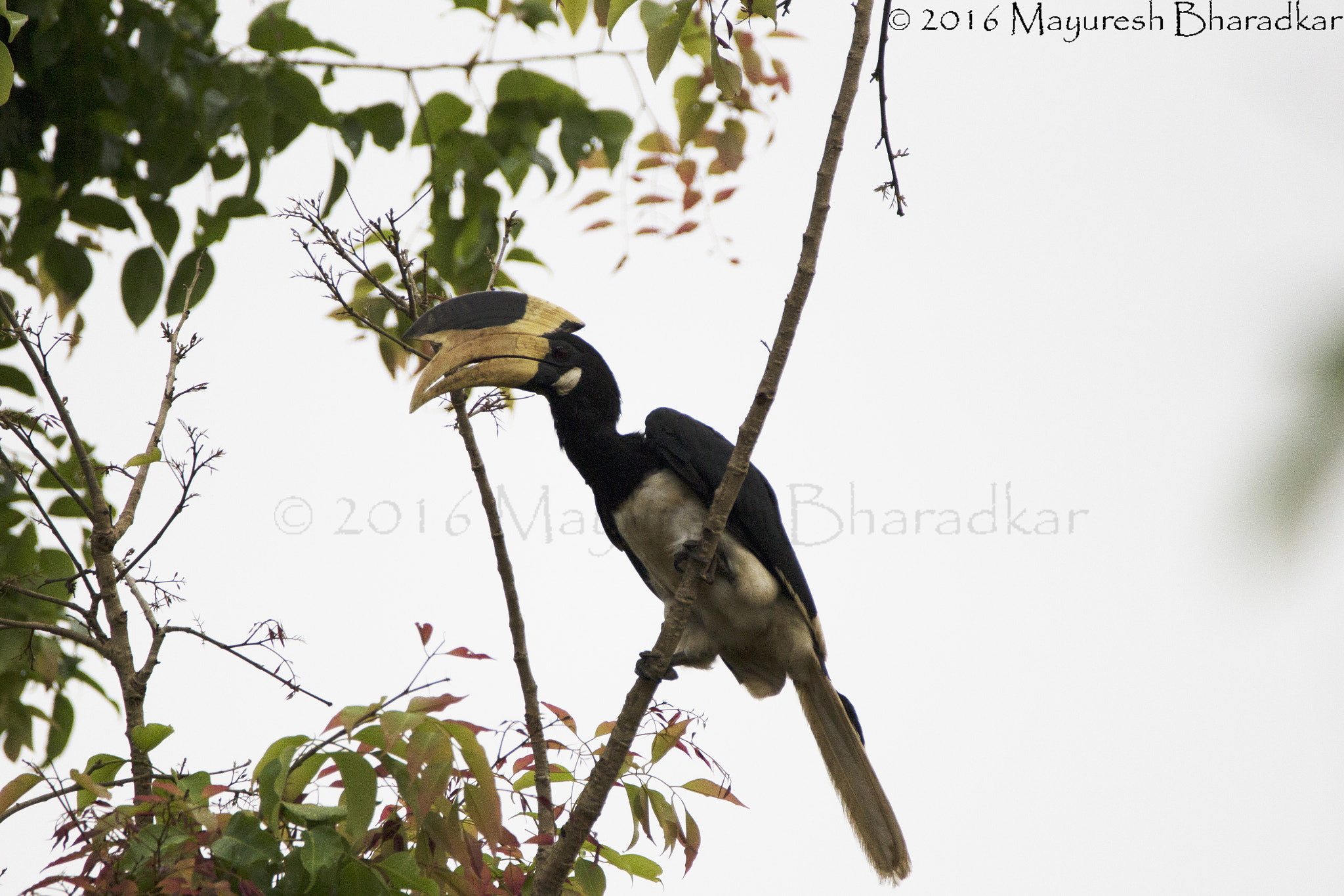 150-600mm F5-6.3 DG OS HSM | Contemporary 015 sample photo. Malabar pied hornbill. photography