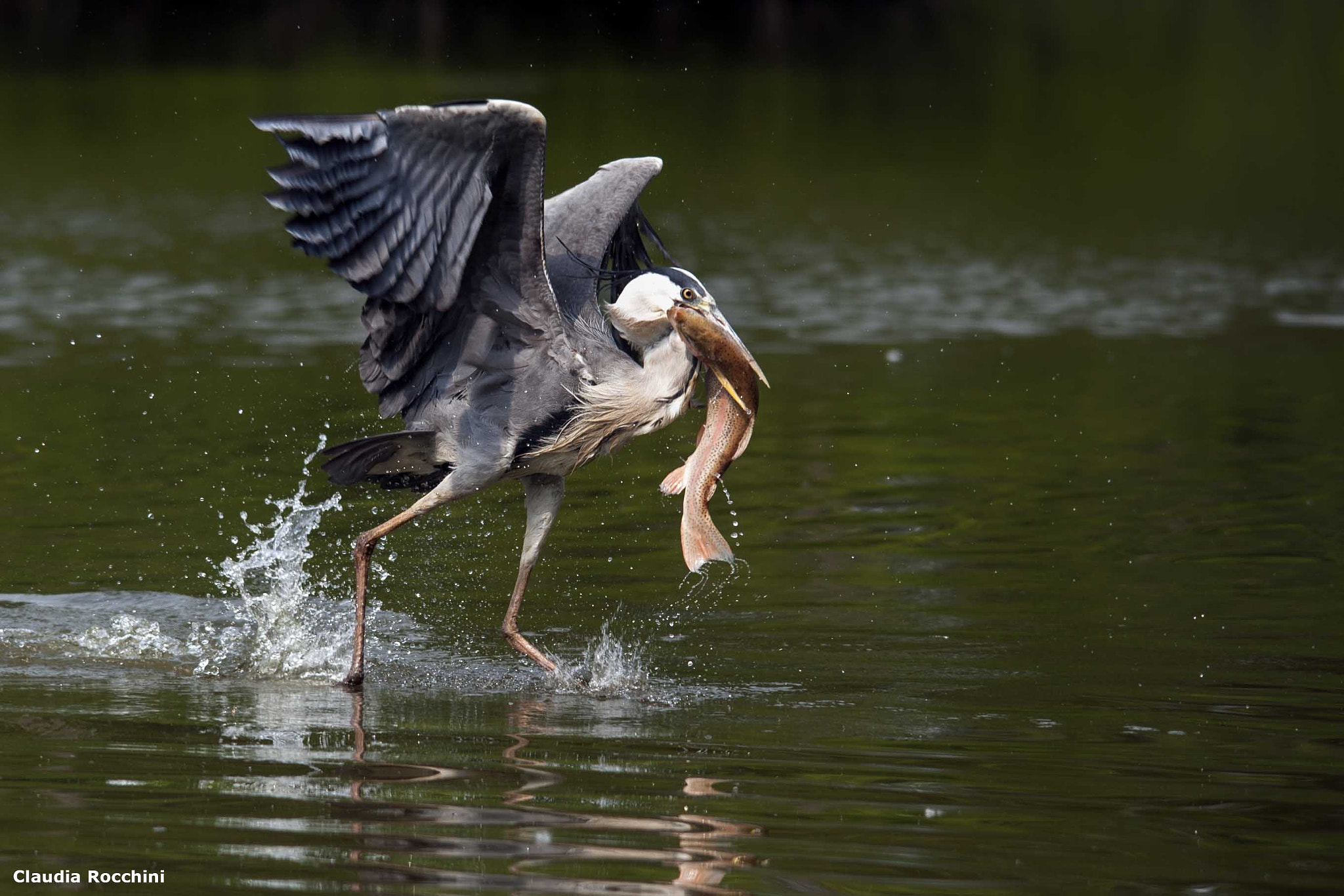 Sigma 150-500mm F5-6.3 DG OS HSM sample photo. Feeding time photography
