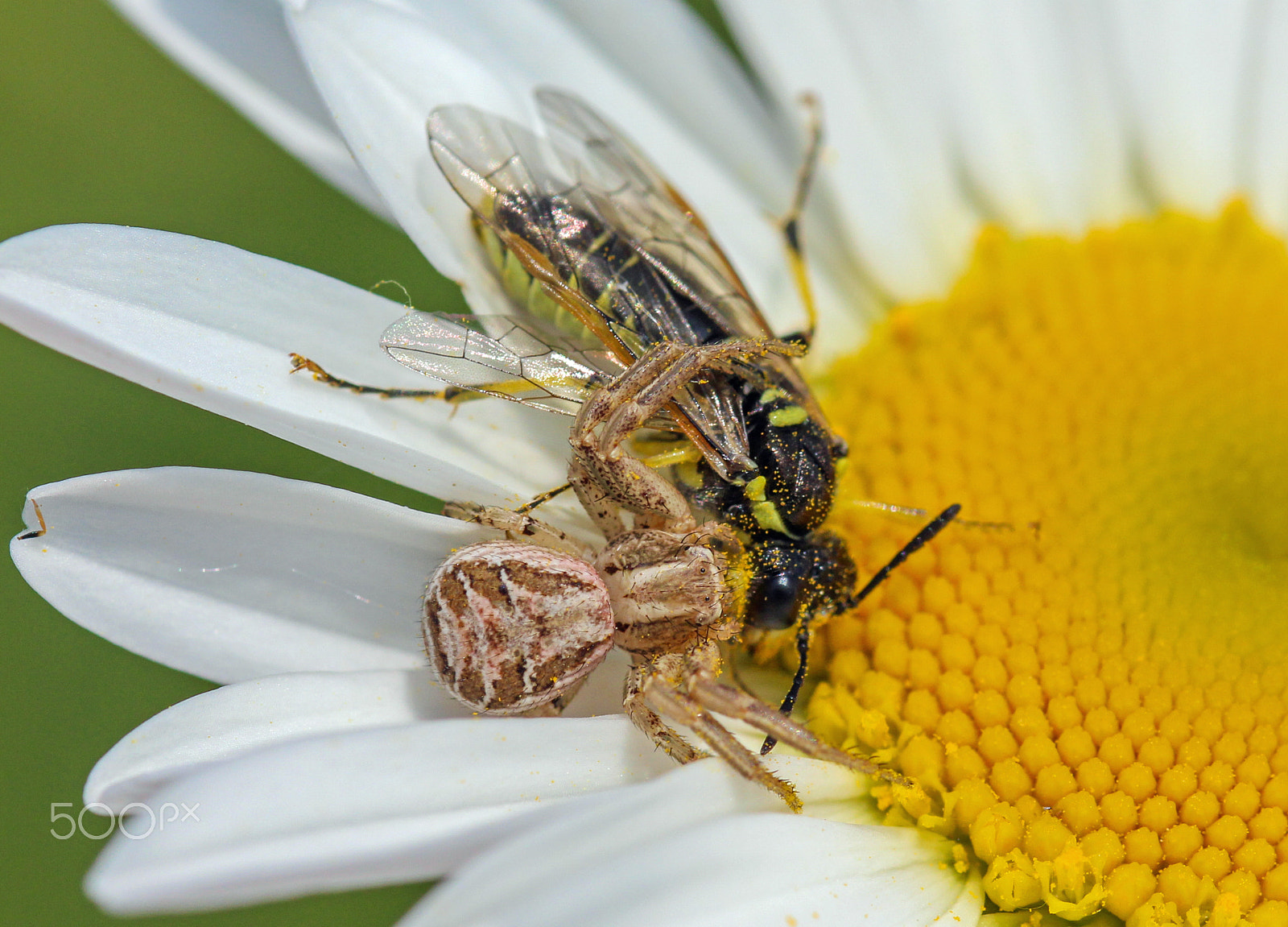Sigma 105mm F2.8 EX DG OS HSM sample photo. Crab spider photography