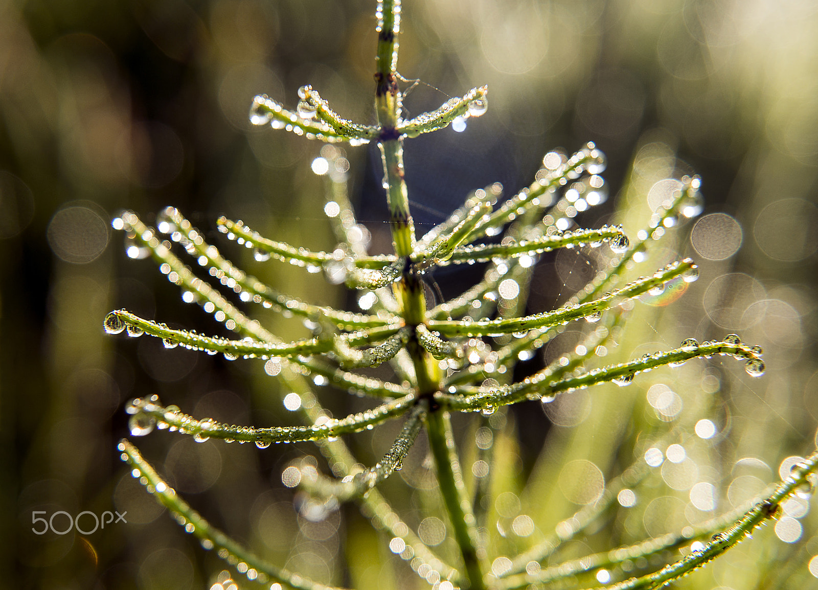 Sony DT 18-55mm F3.5-5.6 SAM II sample photo. Morning photography