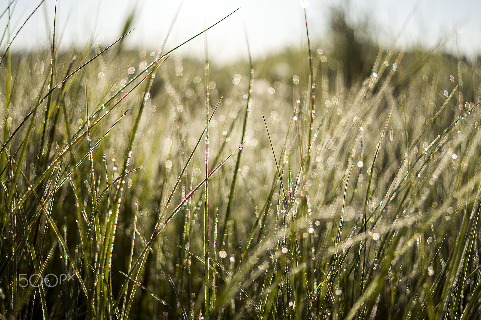 Sony DT 30mm F2.8 Macro SAM sample photo. Morning dew photography