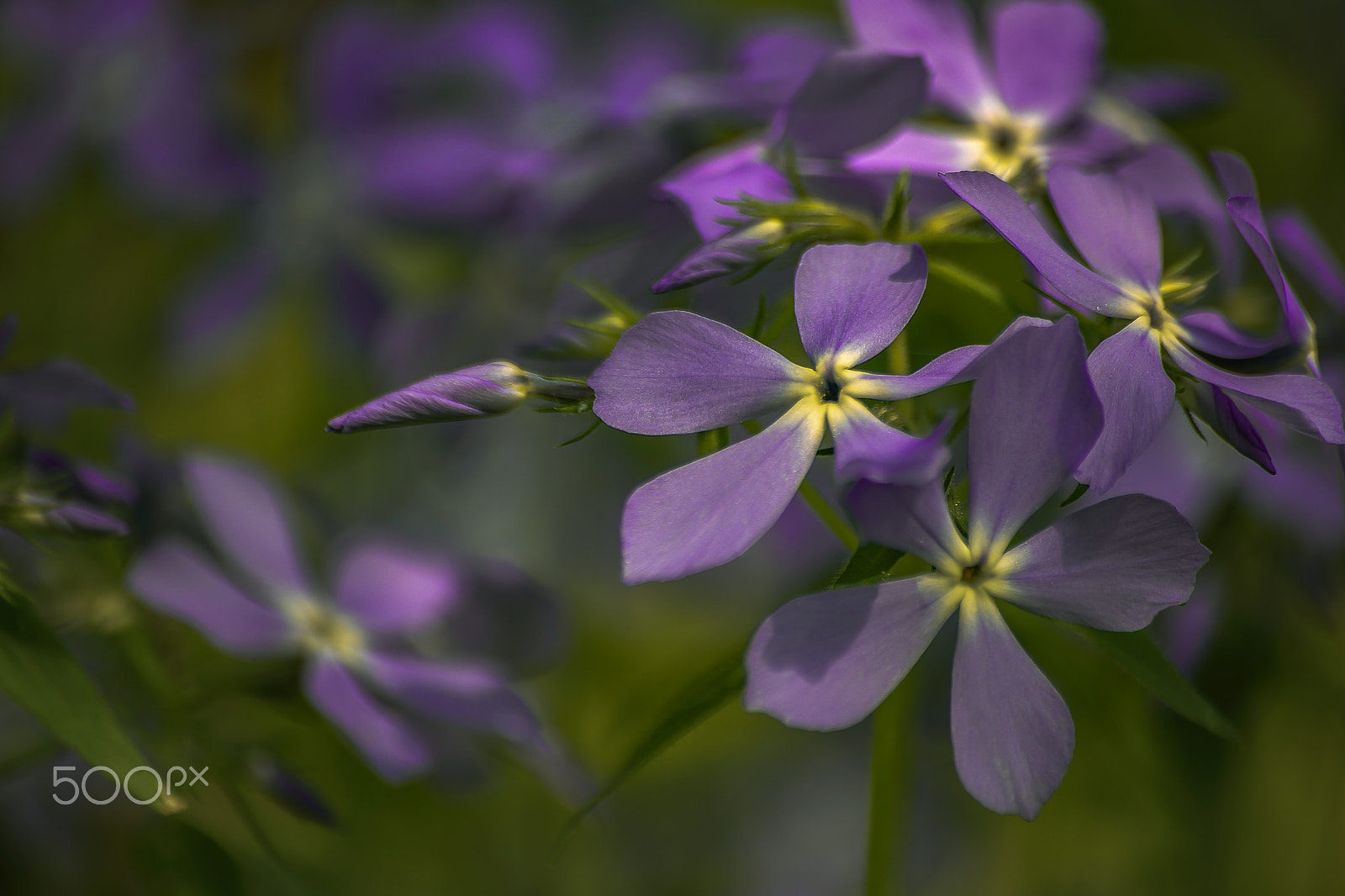 Sigma 70-300mm F4-5.6 APO DG Macro sample photo. The phlox subulata photography