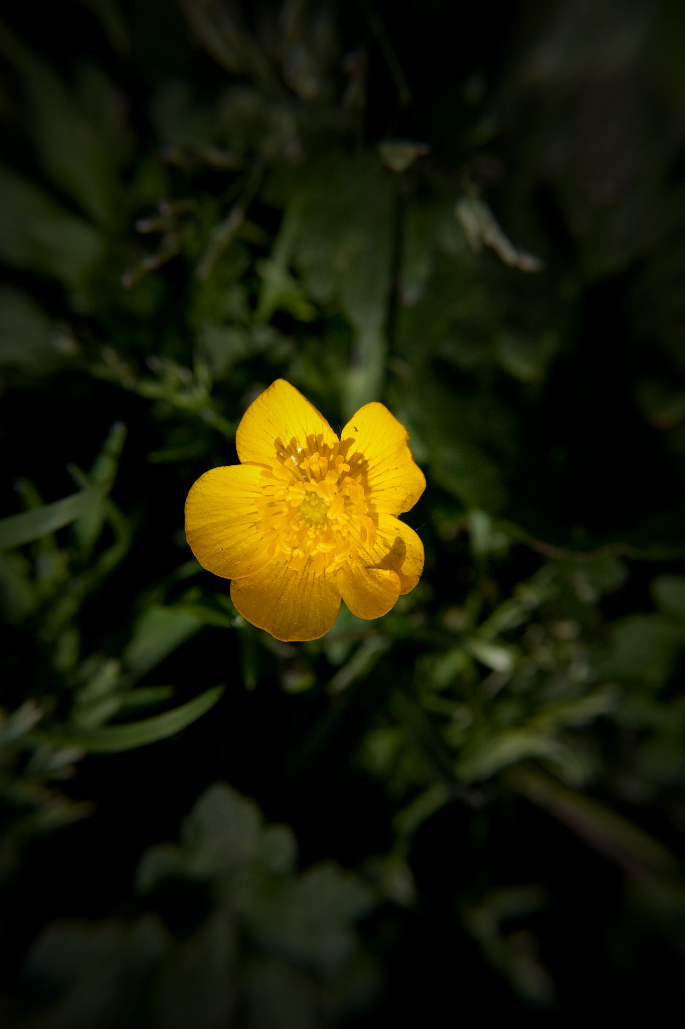 Canon EF-S 18-55mm f/3.5-5.6 USM sample photo. Buttercup photography