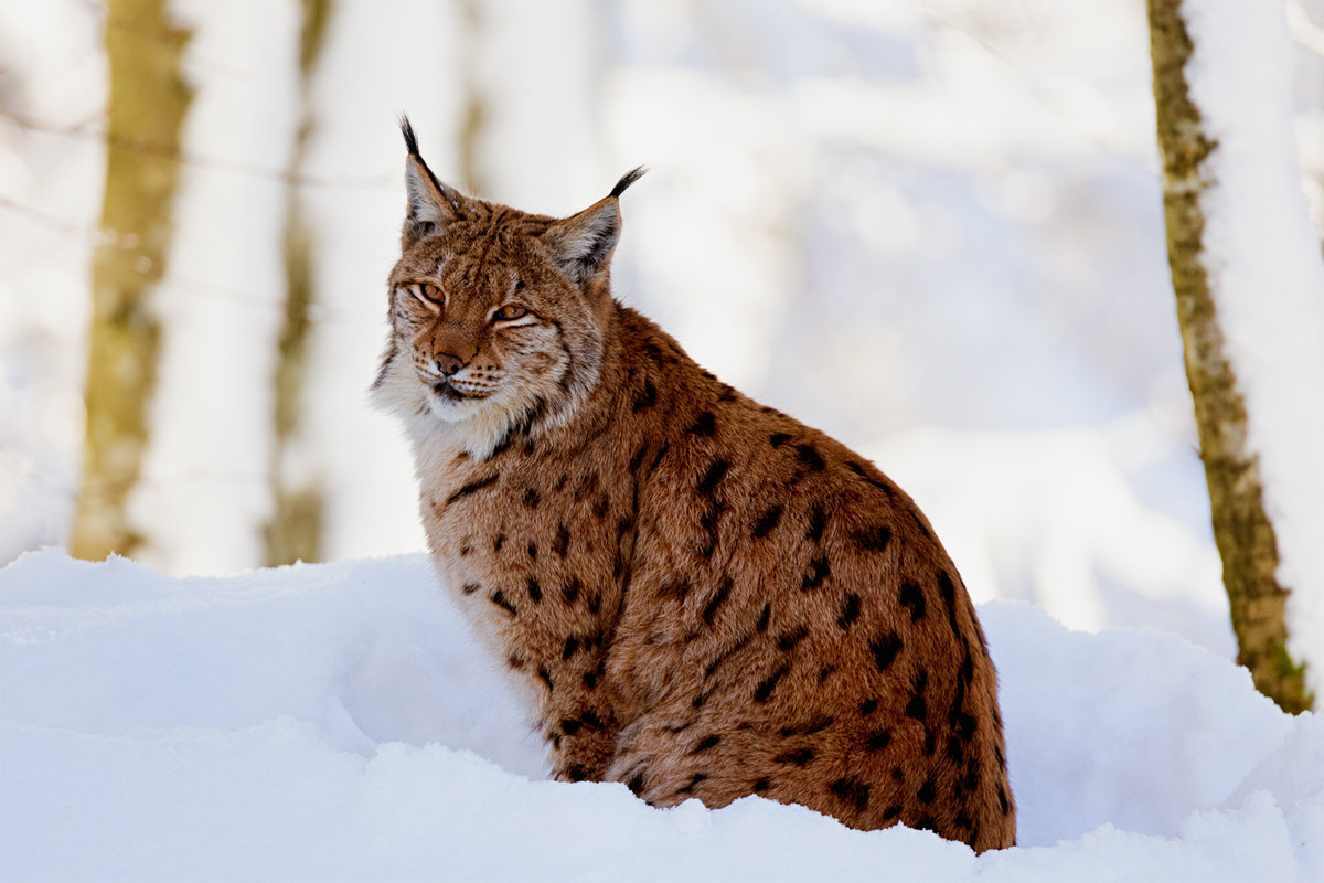 150-600mm F5-6.3 DG OS HSM | Sports 014 sample photo. Lince - lynx photography