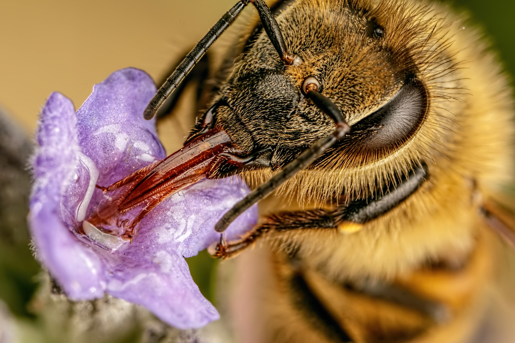 Canon MP-E 65mm F2.5 1-5x Macro Photo sample photo. Feeding honeybee viii photography