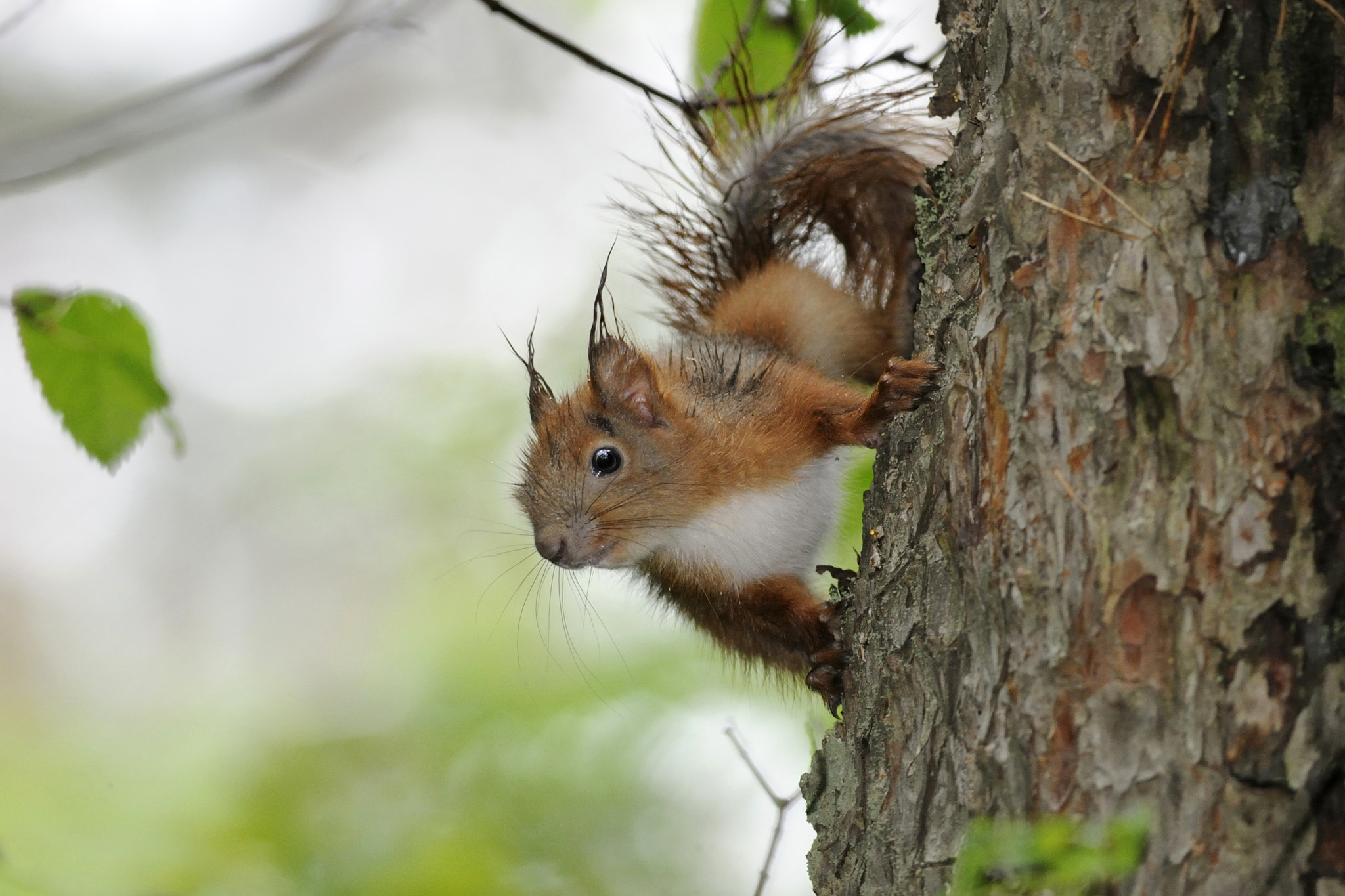 Nikon D300S + Nikon AF-S Nikkor 300mm F4D ED-IF sample photo. Wet squirrel photography