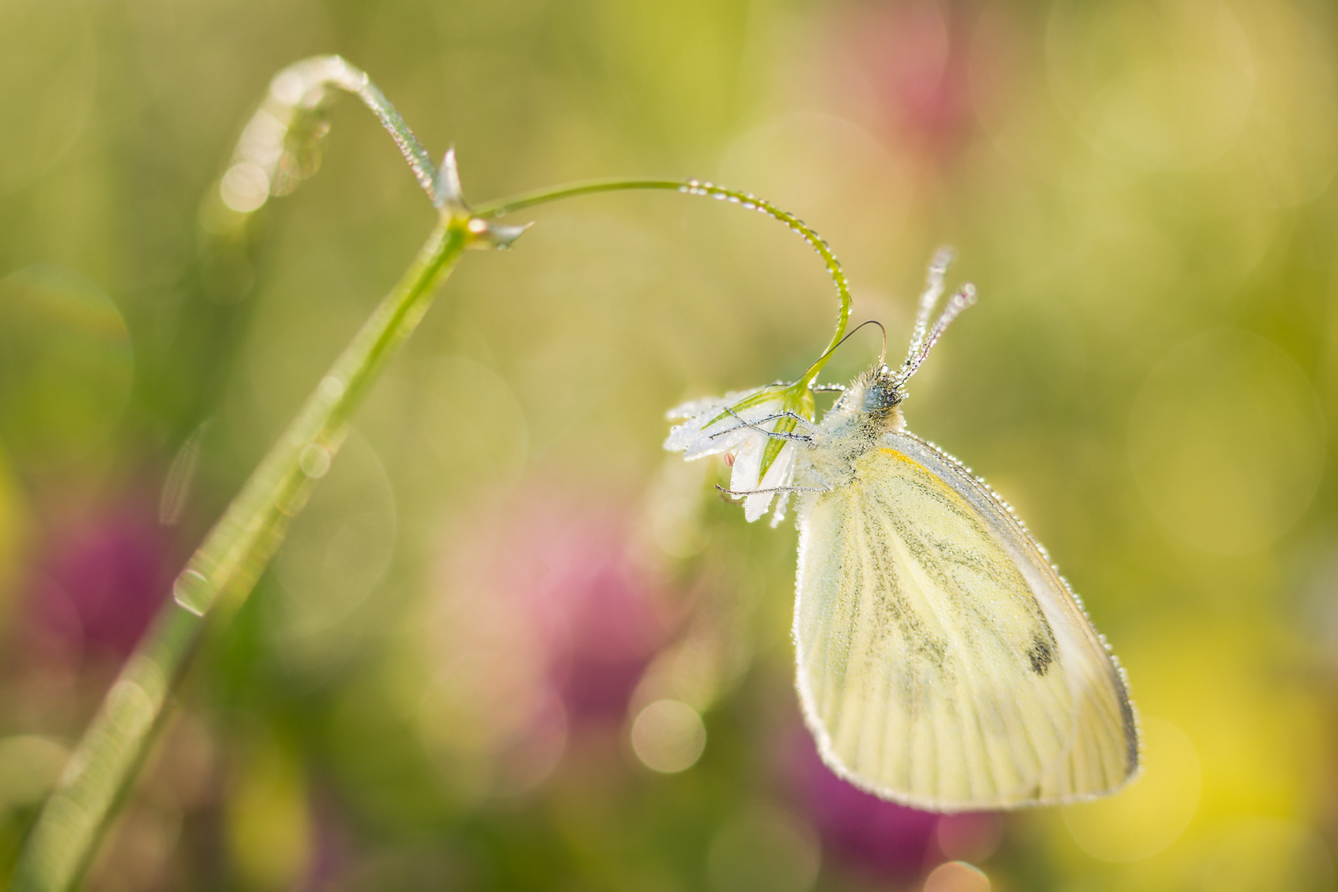 50-150mm F2.8 sample photo. Somewhere on a flower photography