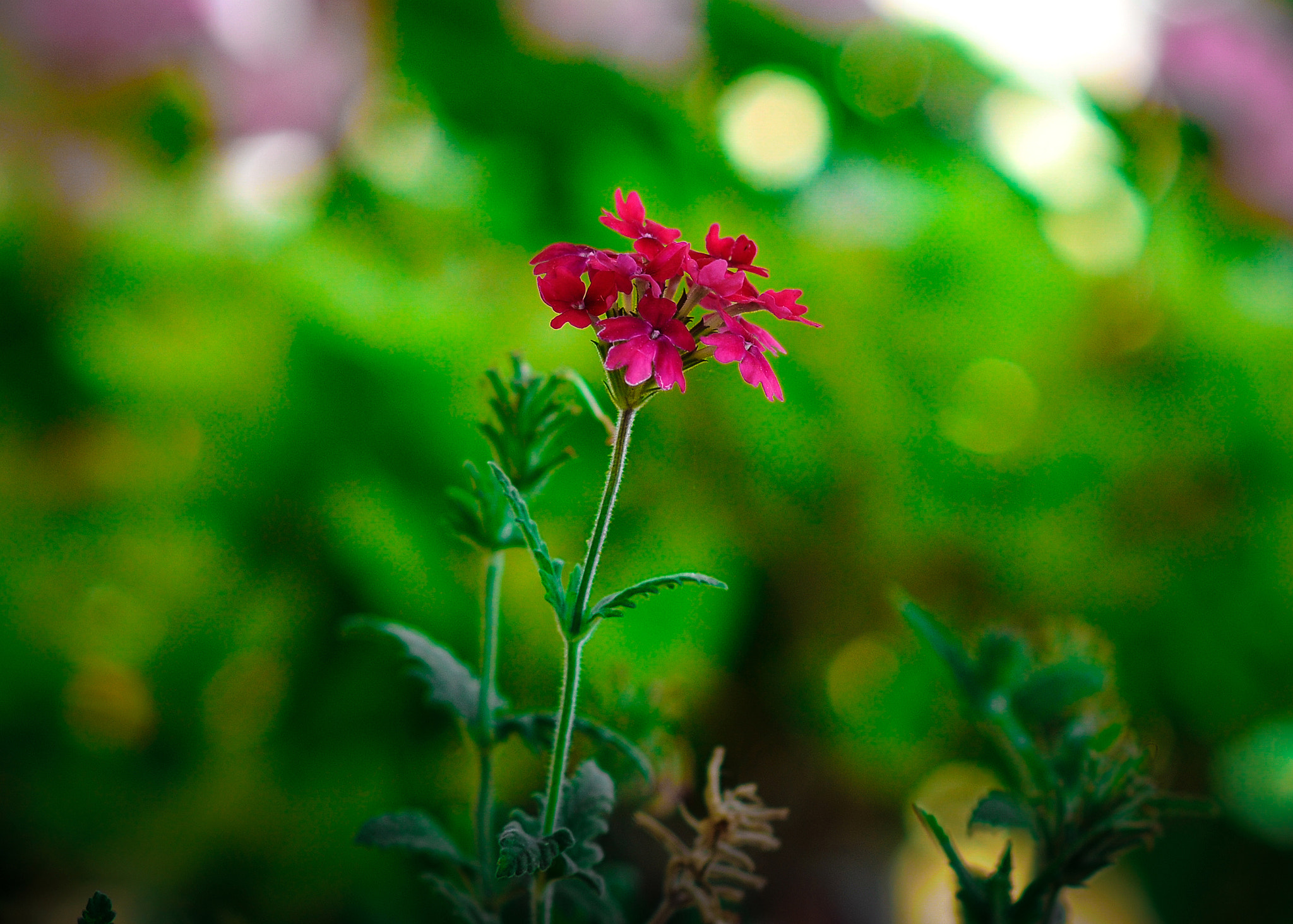 Nikon D300 + Nikon AF-S Nikkor 85mm F1.8G sample photo. Flowers photography