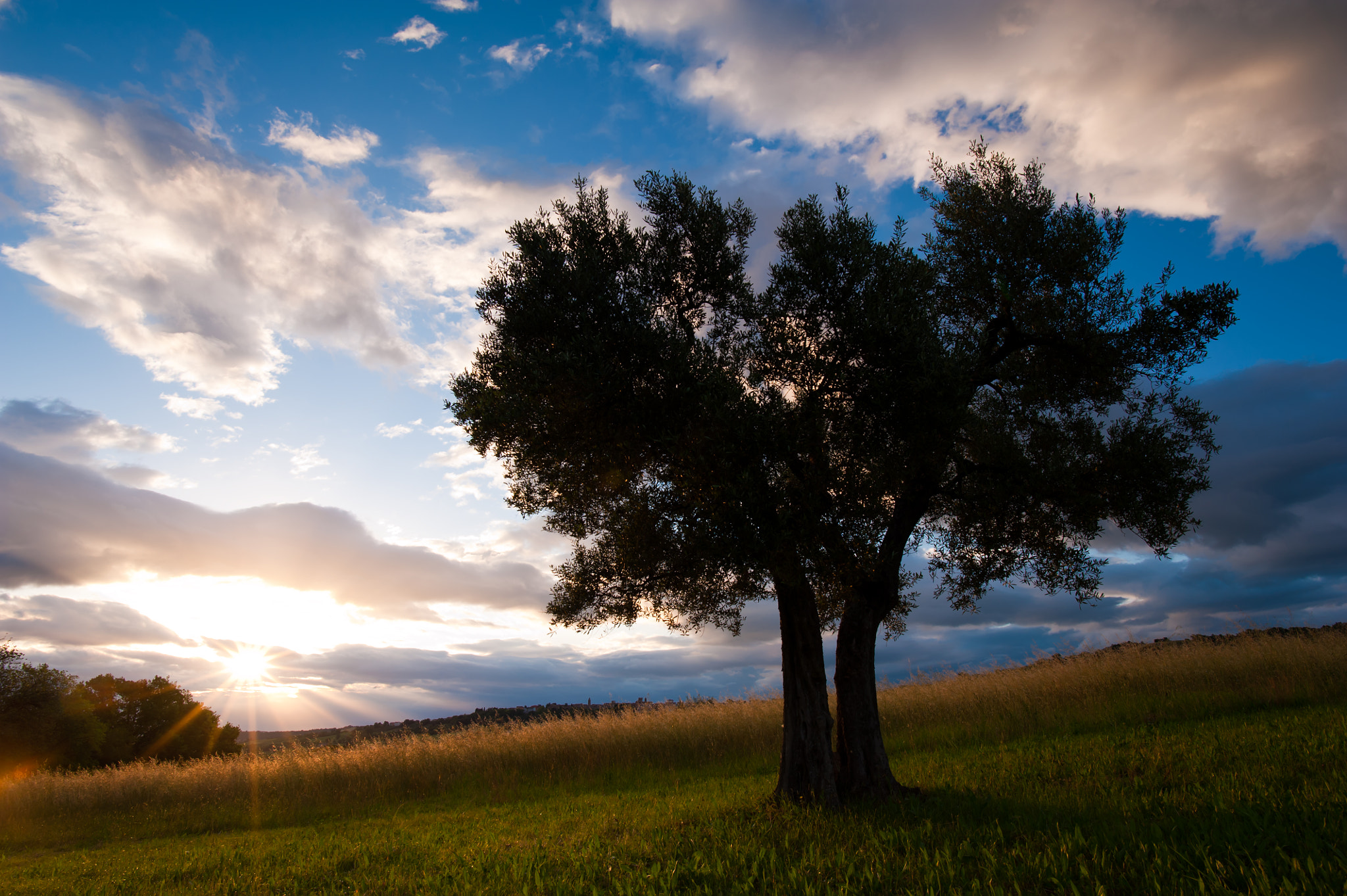 Nikon D700 + Nikon AF-S Nikkor 20mm F1.8G ED sample photo. L'ulivo centenario ii photography