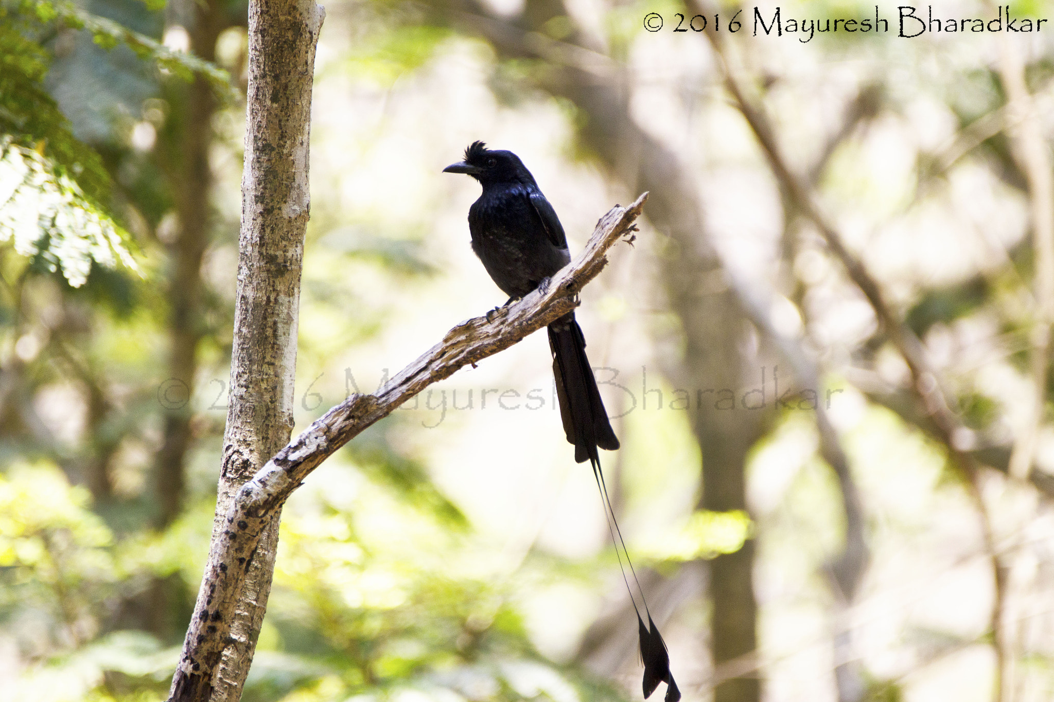 150-600mm F5-6.3 DG OS HSM | Contemporary 015 sample photo. Greater racket-tailed drongo photography