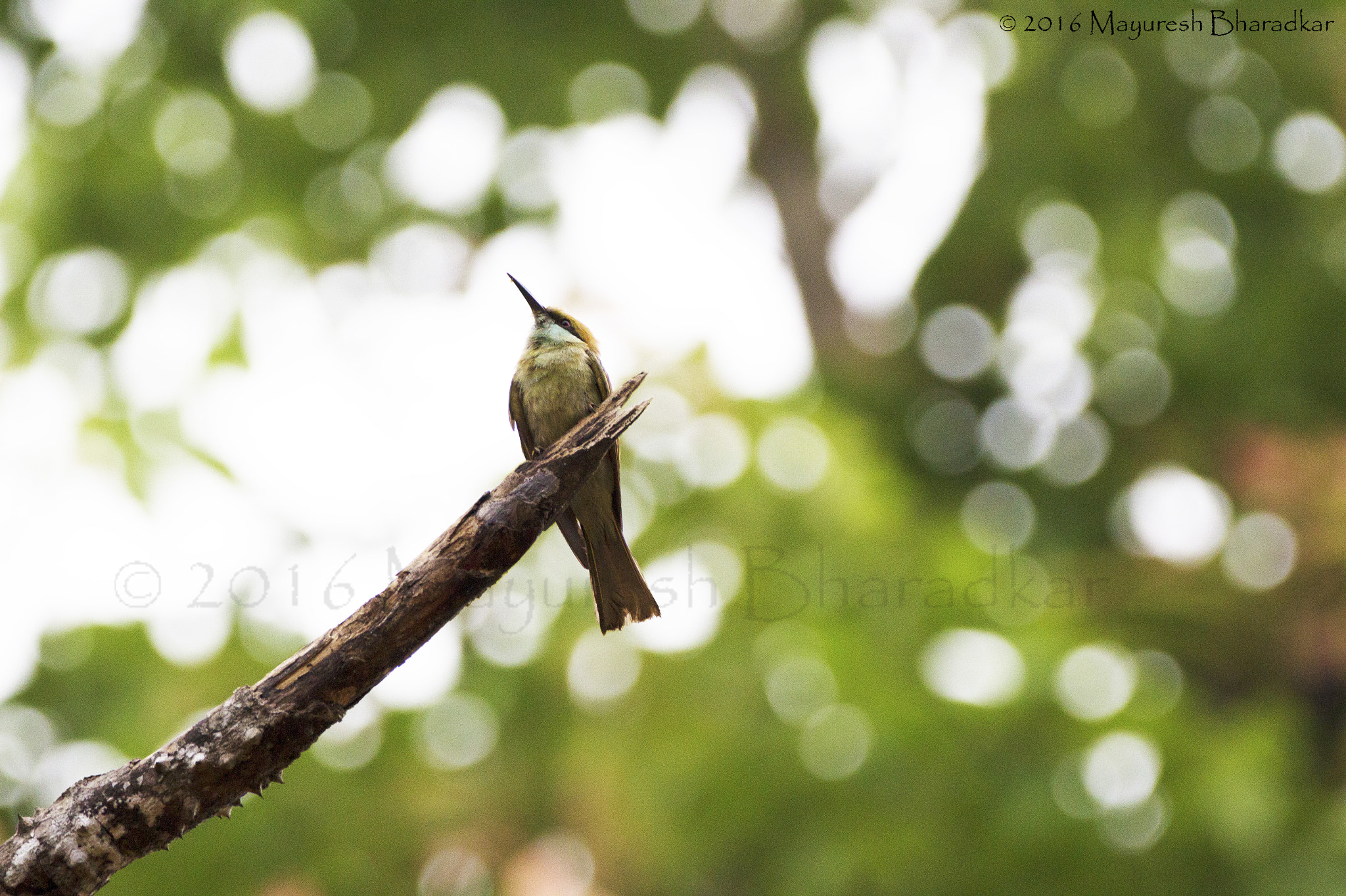 150-600mm F5-6.3 DG OS HSM | Contemporary 015 sample photo. Bee eater. photography