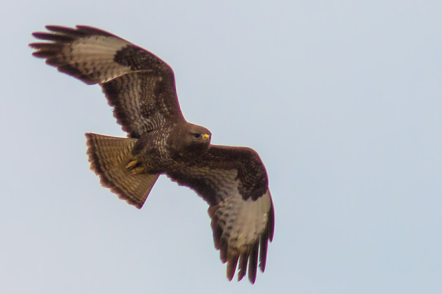 Canon EF 300mm F4L IS USM sample photo. Bussard im flug photography