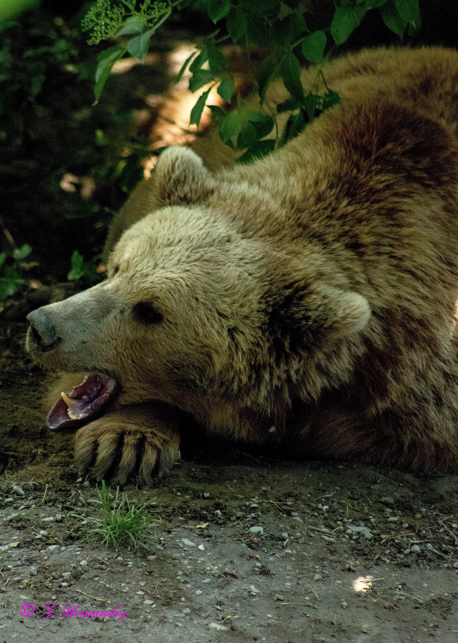 Canon EF75-300mm f/4-5.6 USM sample photo. Bear yawns photography