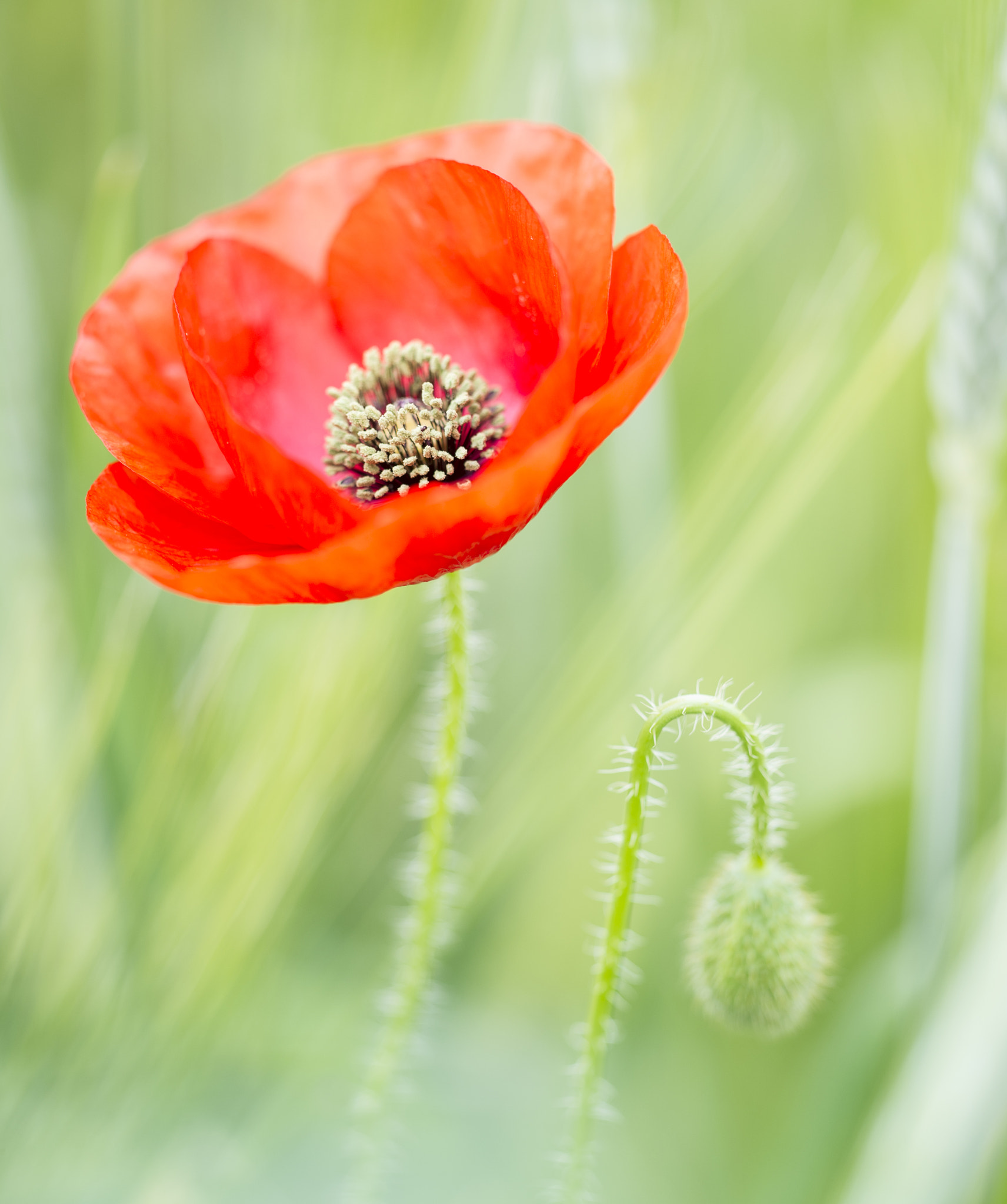 Sigma 150mm F2.8 EX DG Macro HSM sample photo. Gentil coquelicot, mesdames, gentil ... photography