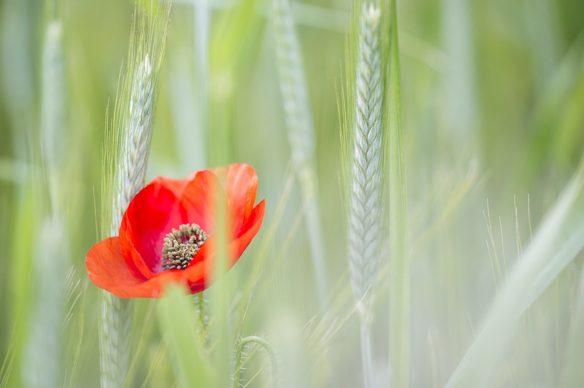 Sigma 150mm F2.8 EX DG Macro HSM sample photo. Gentil coquelicot, mesdames, gentil ... photography