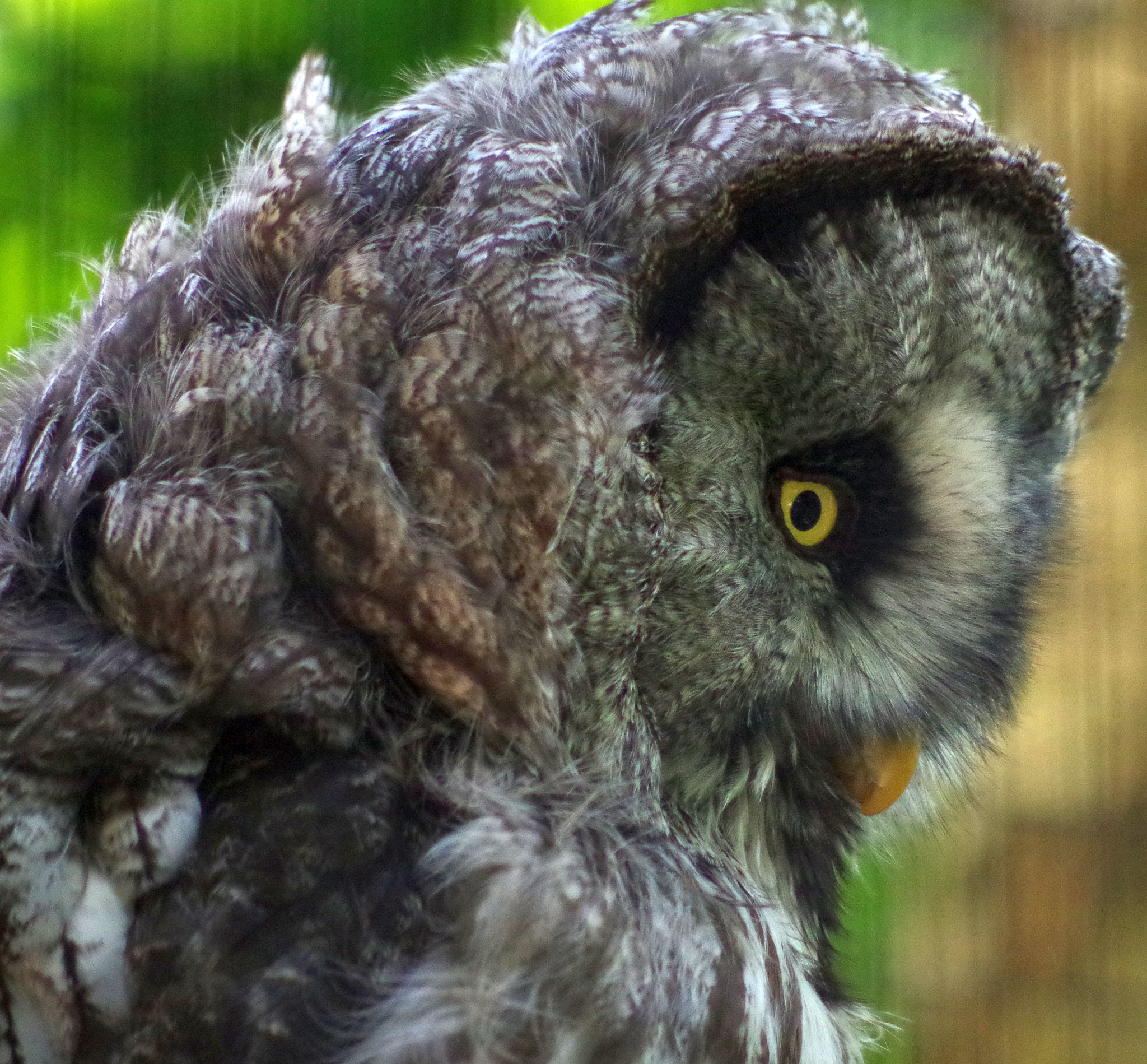 Pentax smc DA 55-300mm F4.0-5.8 ED sample photo. Here's looking at you, kid! photography