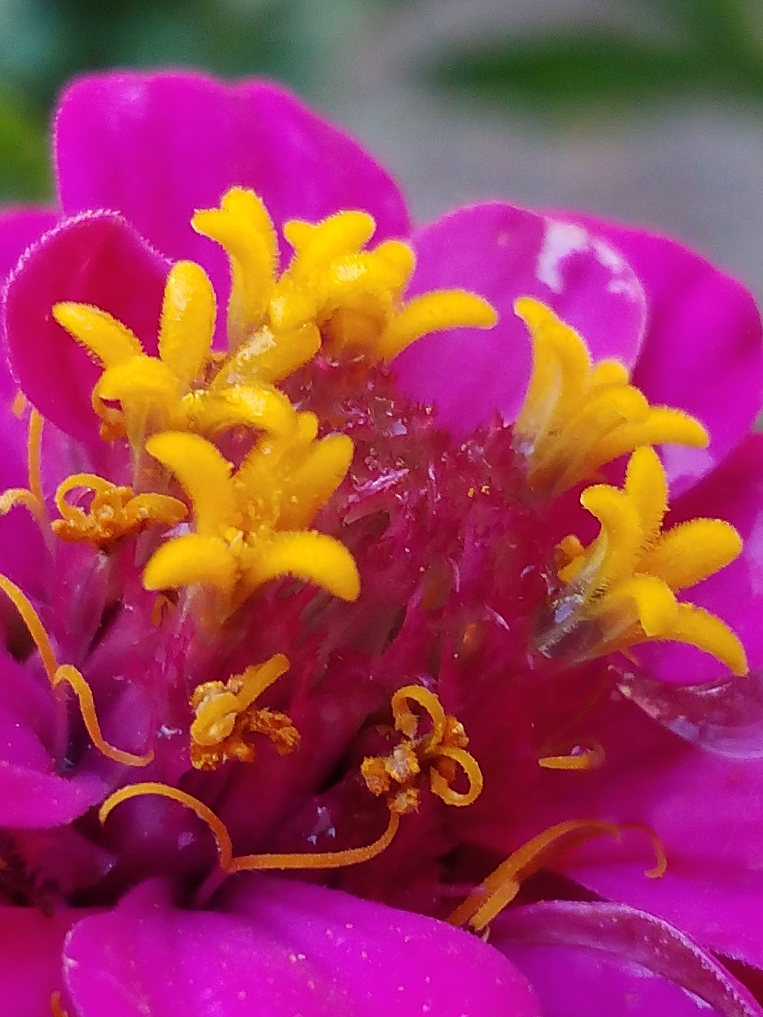 bq Aquaris E5 HD sample photo. Zinia photography