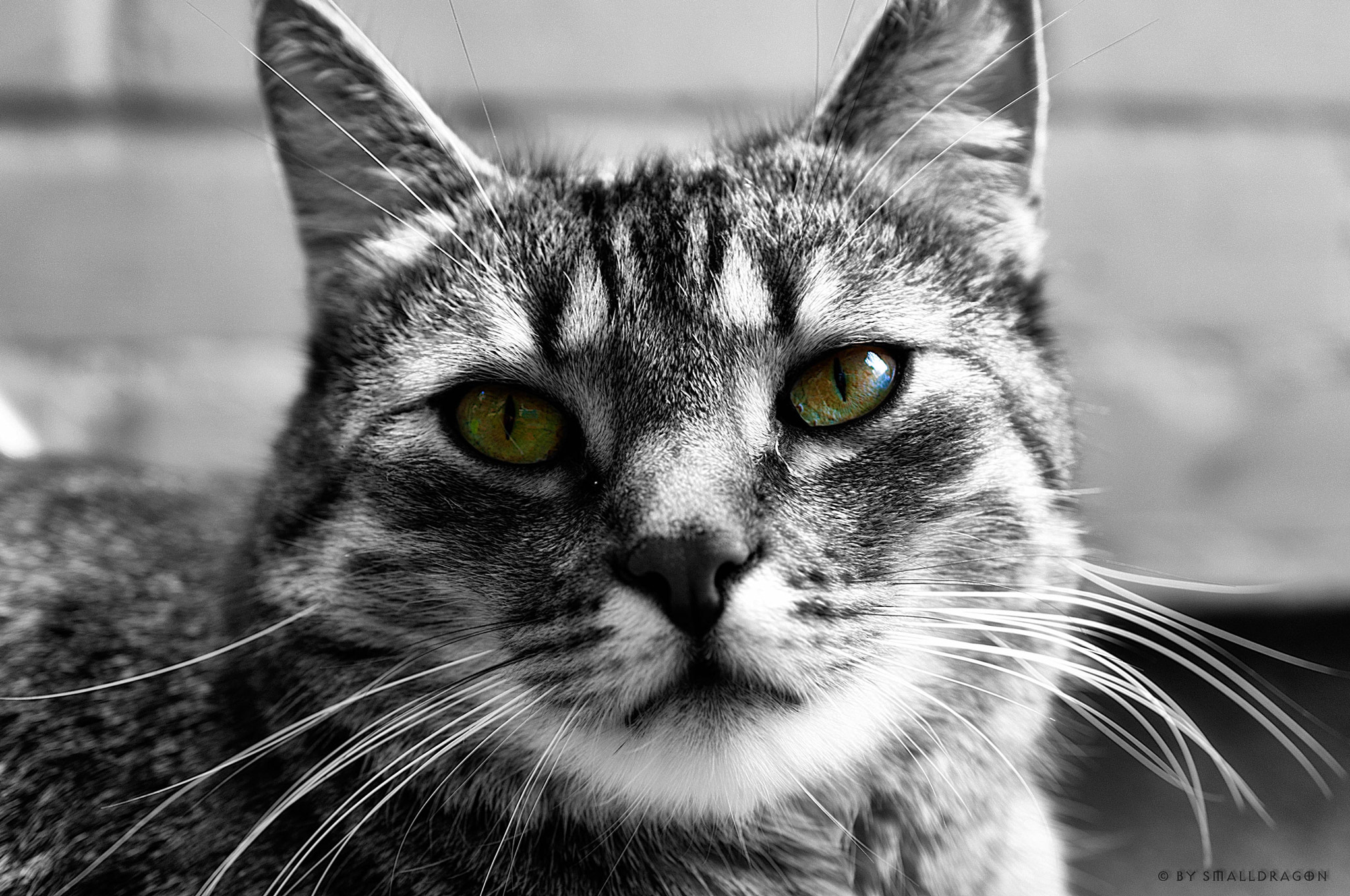 Nikon AF-S DX Micro Nikkor 40mm F2.8 sample photo. Clyde photography