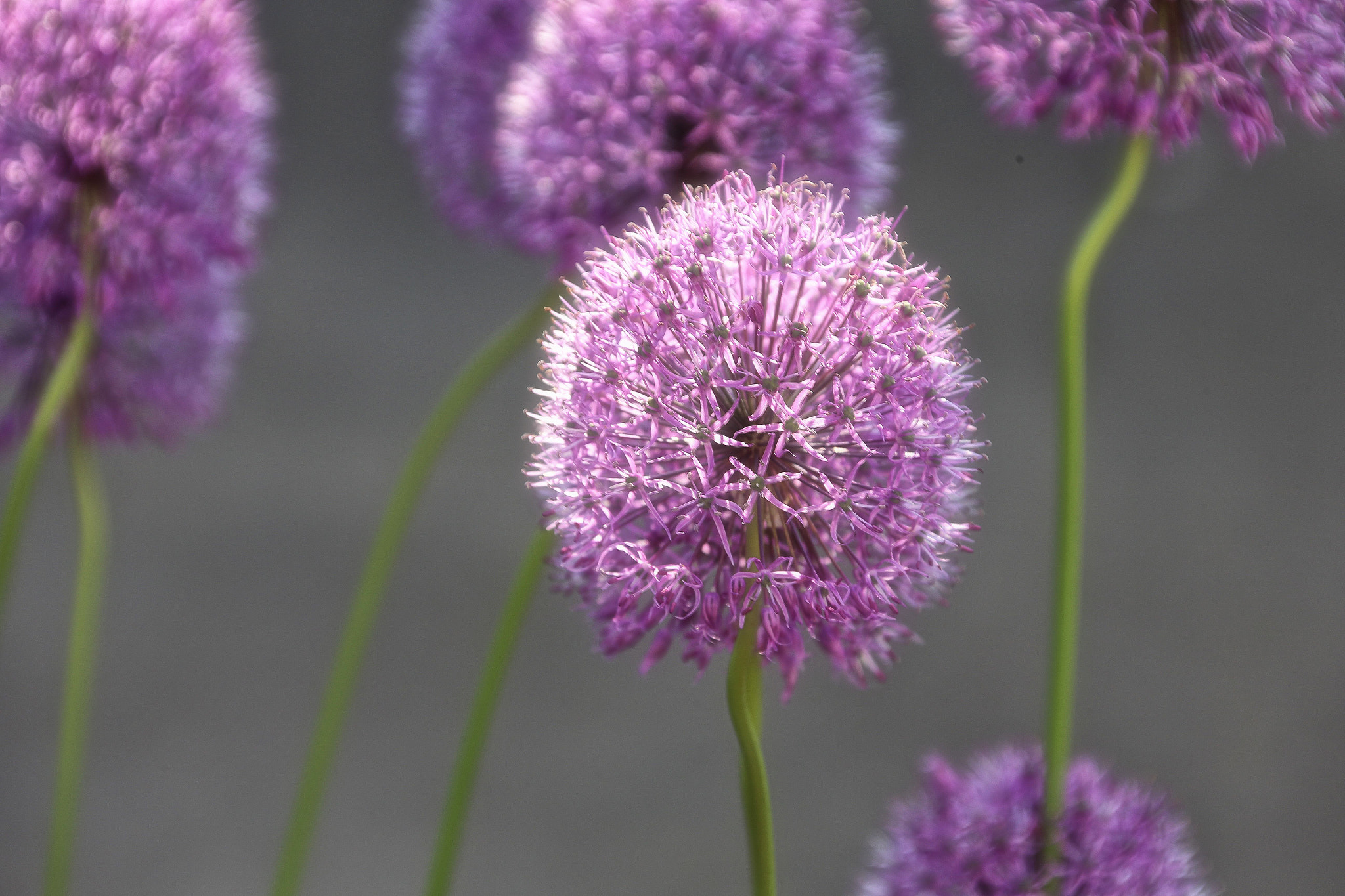 Canon EOS-1D C + Canon EF 28-300mm F3.5-5.6L IS USM sample photo. Flower photography