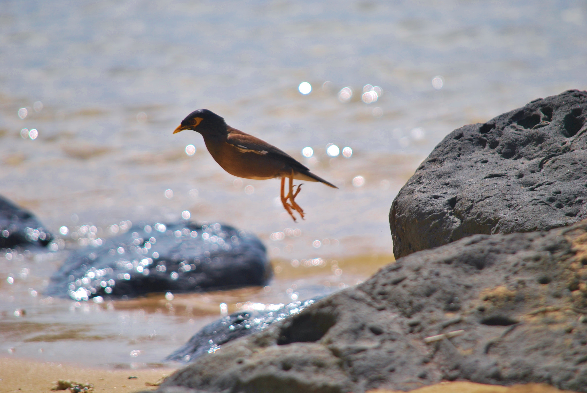 Nikon D60 sample photo. Wingless flight! photography
