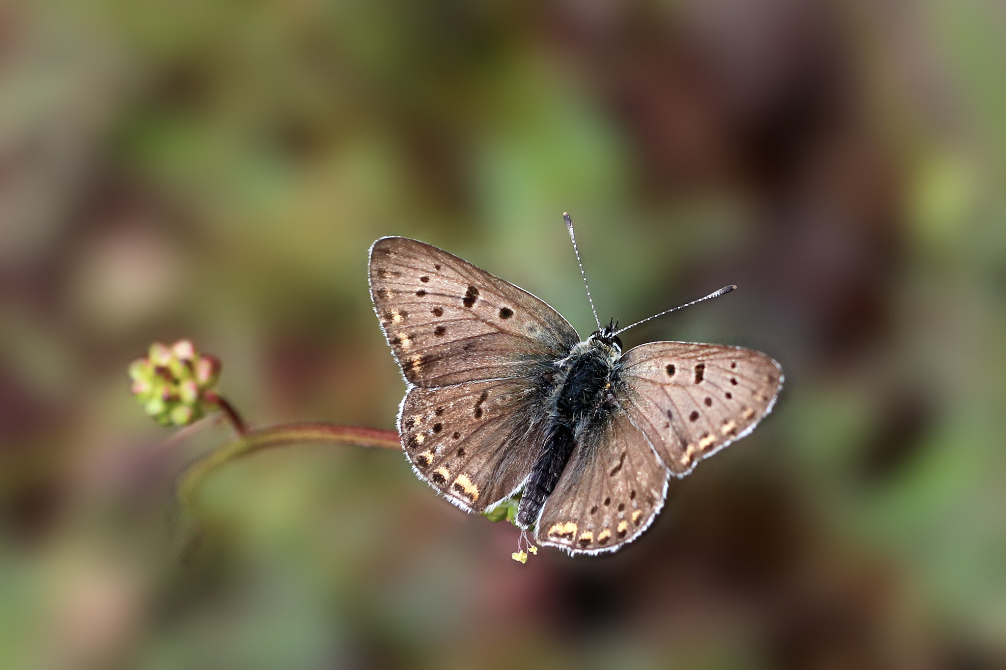 Canon EOS 650D (EOS Rebel T4i / EOS Kiss X6i) + Canon EF 50mm F2.5 Macro sample photo. Butterfly.. photography